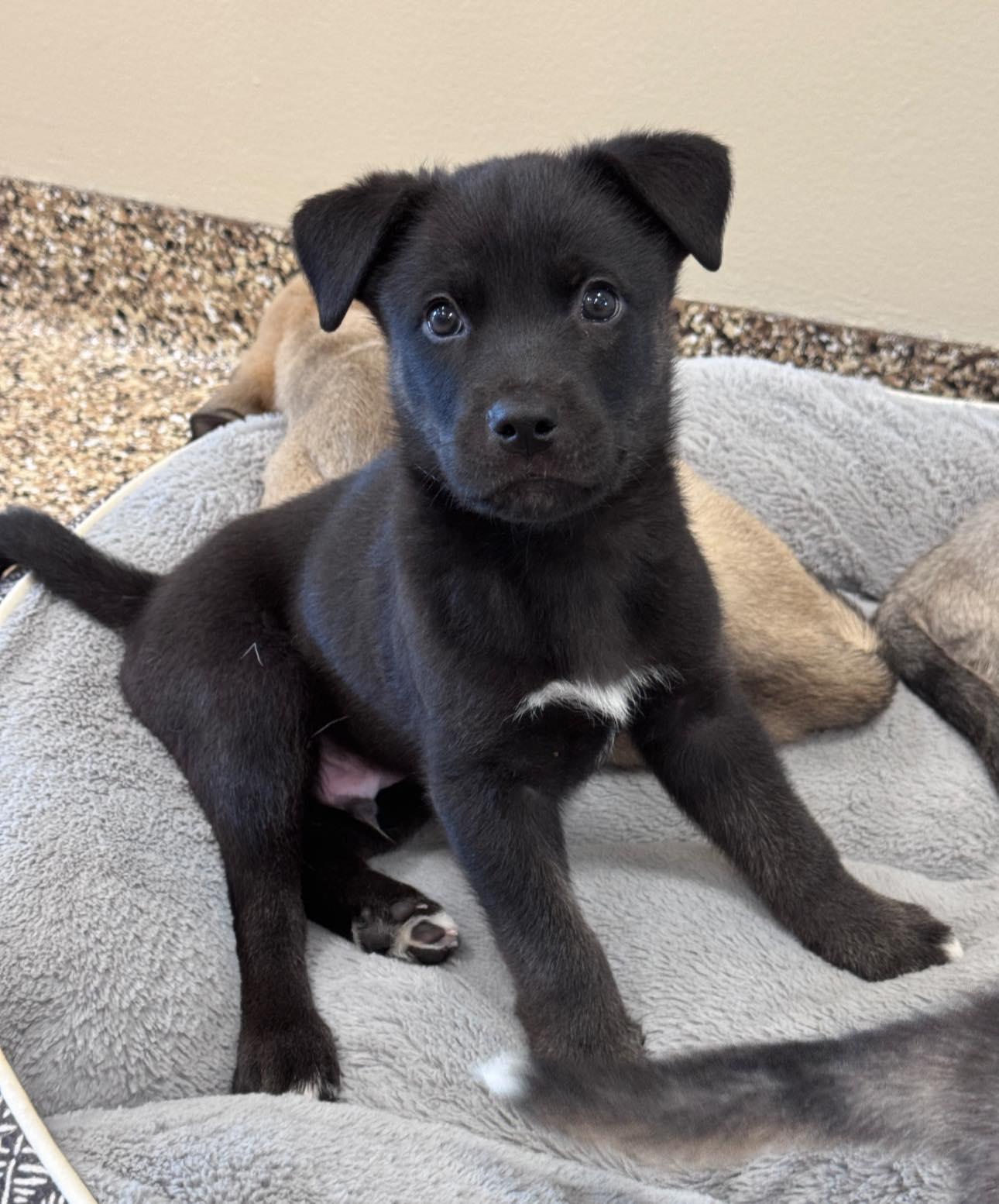 Arktos, a Adoptable mixed breed in Hackensack, MN image 1/3