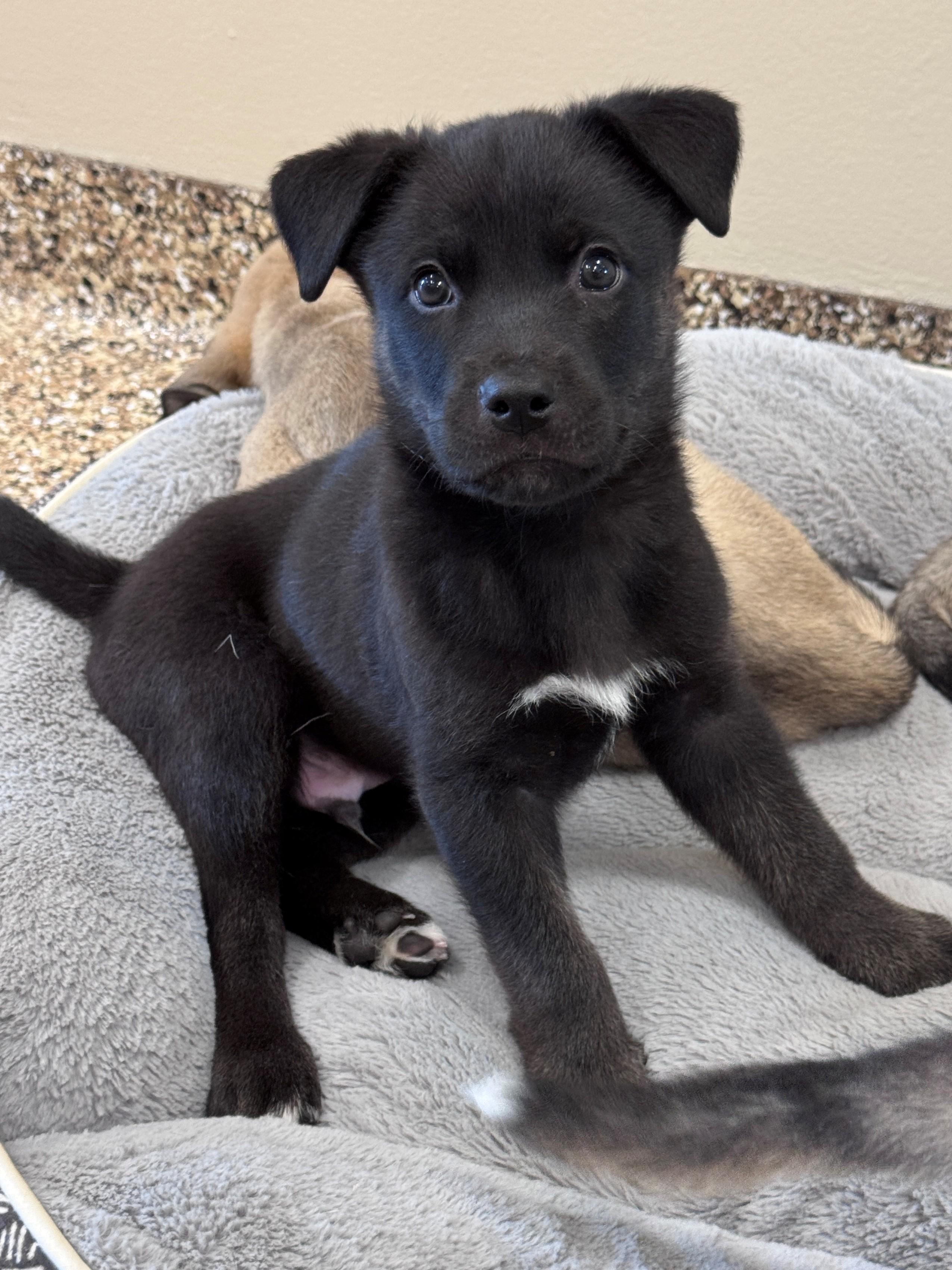 Arktos, a Adoptable mixed breed in Hackensack, MN image 3/3