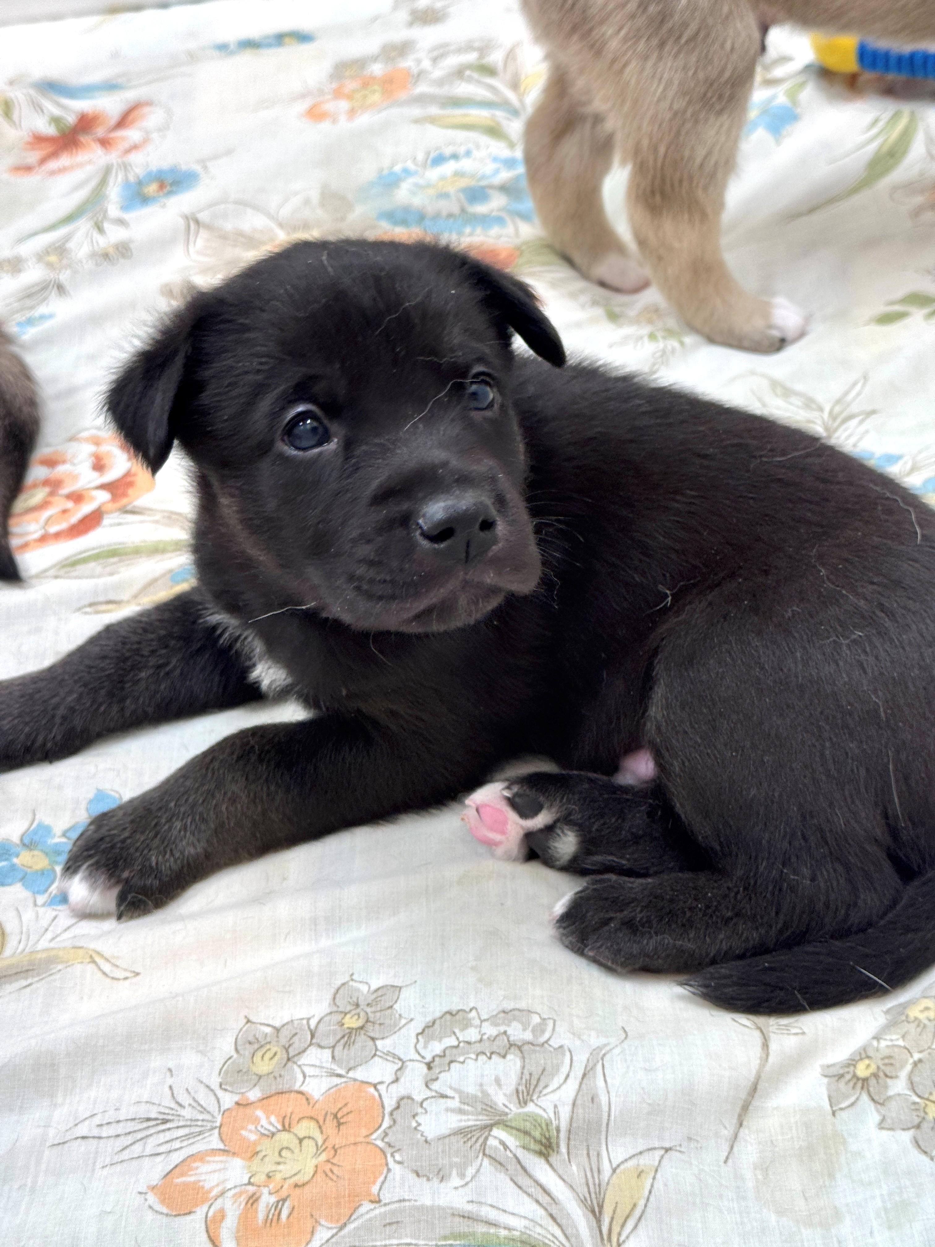 Arktos, a Adoptable mixed breed in Hackensack, MN image 2/3