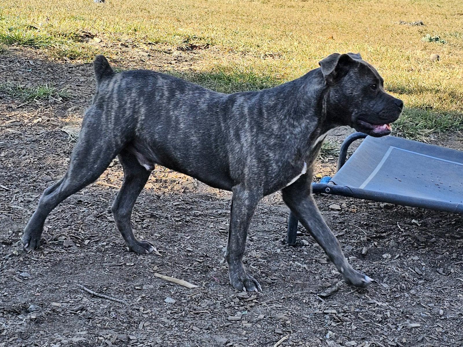 Enlarge Andy II, a Adoptable mixed breed in Ringwood, NJ image 2/3