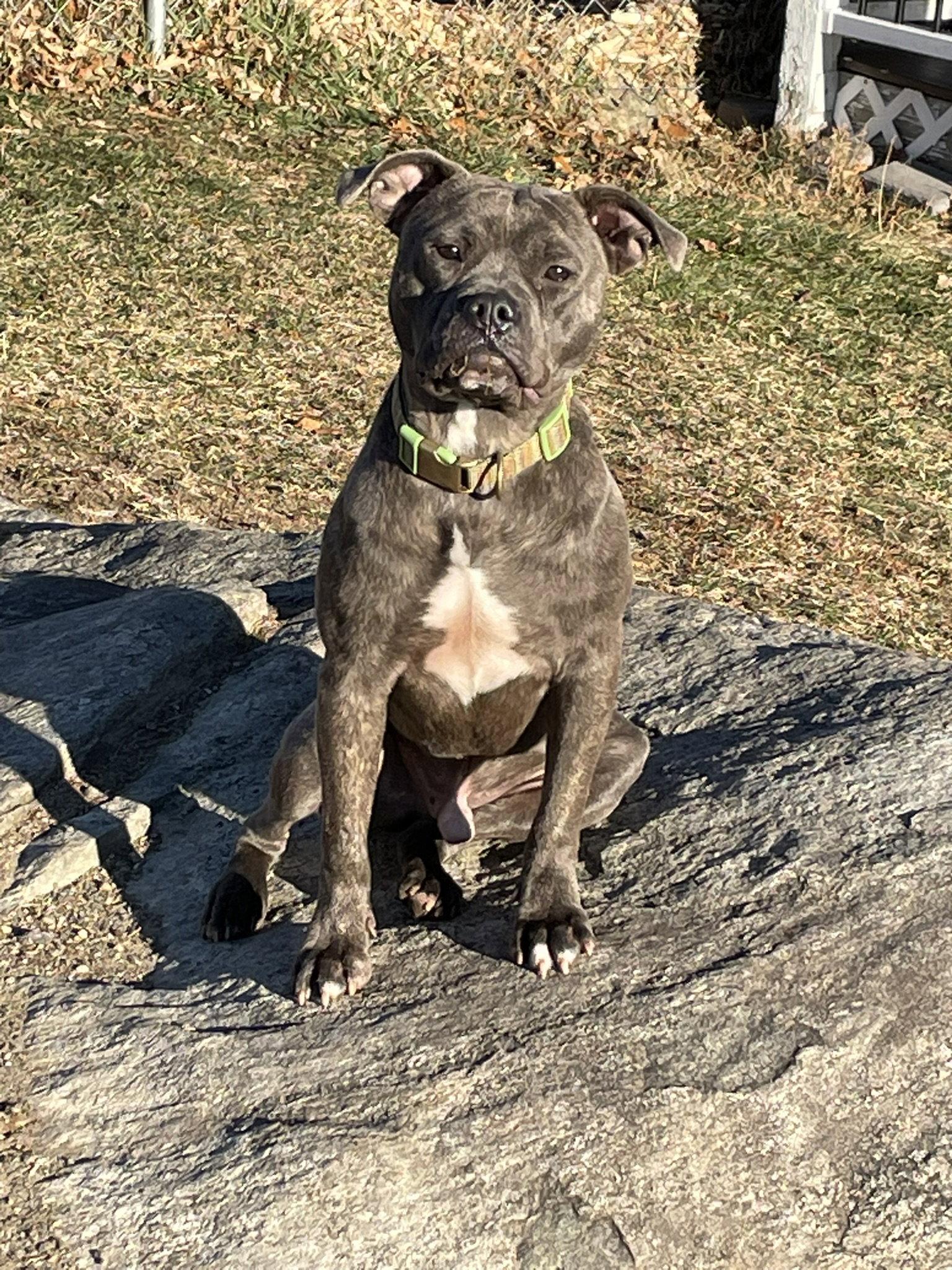 Andy II, Adoptable, Young Male American Bulldog & Pit Bull Terrier.