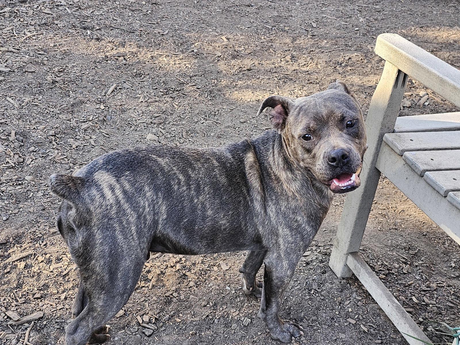 Andy II, a Adoptable mixed breed in Ringwood, NJ image 1/3
