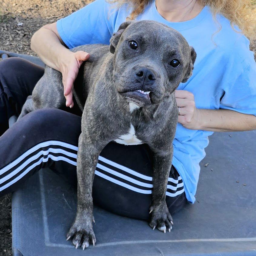 Andy II, Adoptable, Young Male American Bulldog & Pit Bull Terrier.