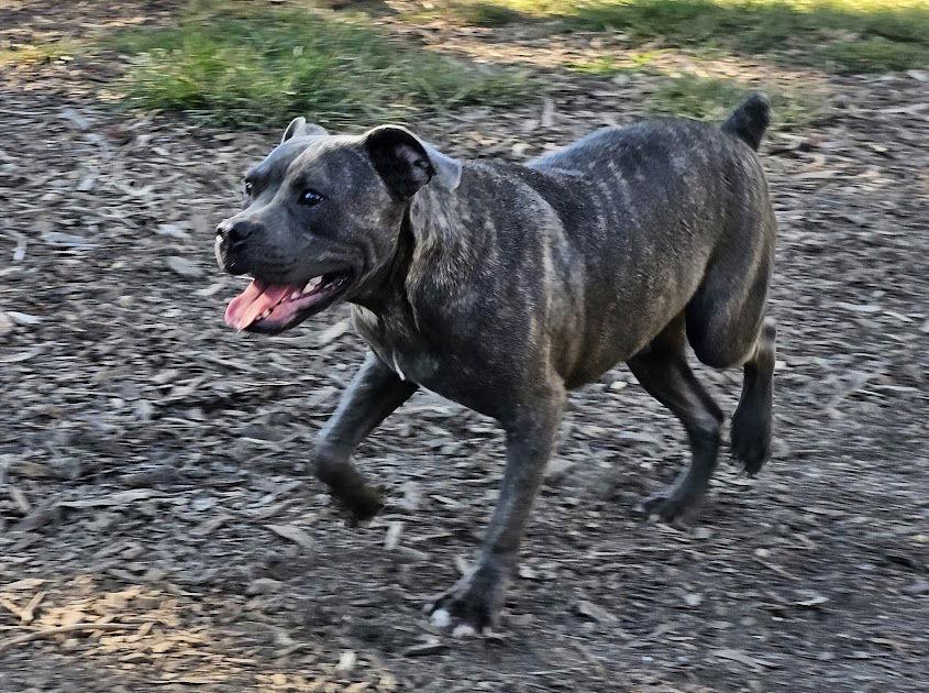 Andy II, Adoptable, Young Male American Bulldog & Pit Bull Terrier.
