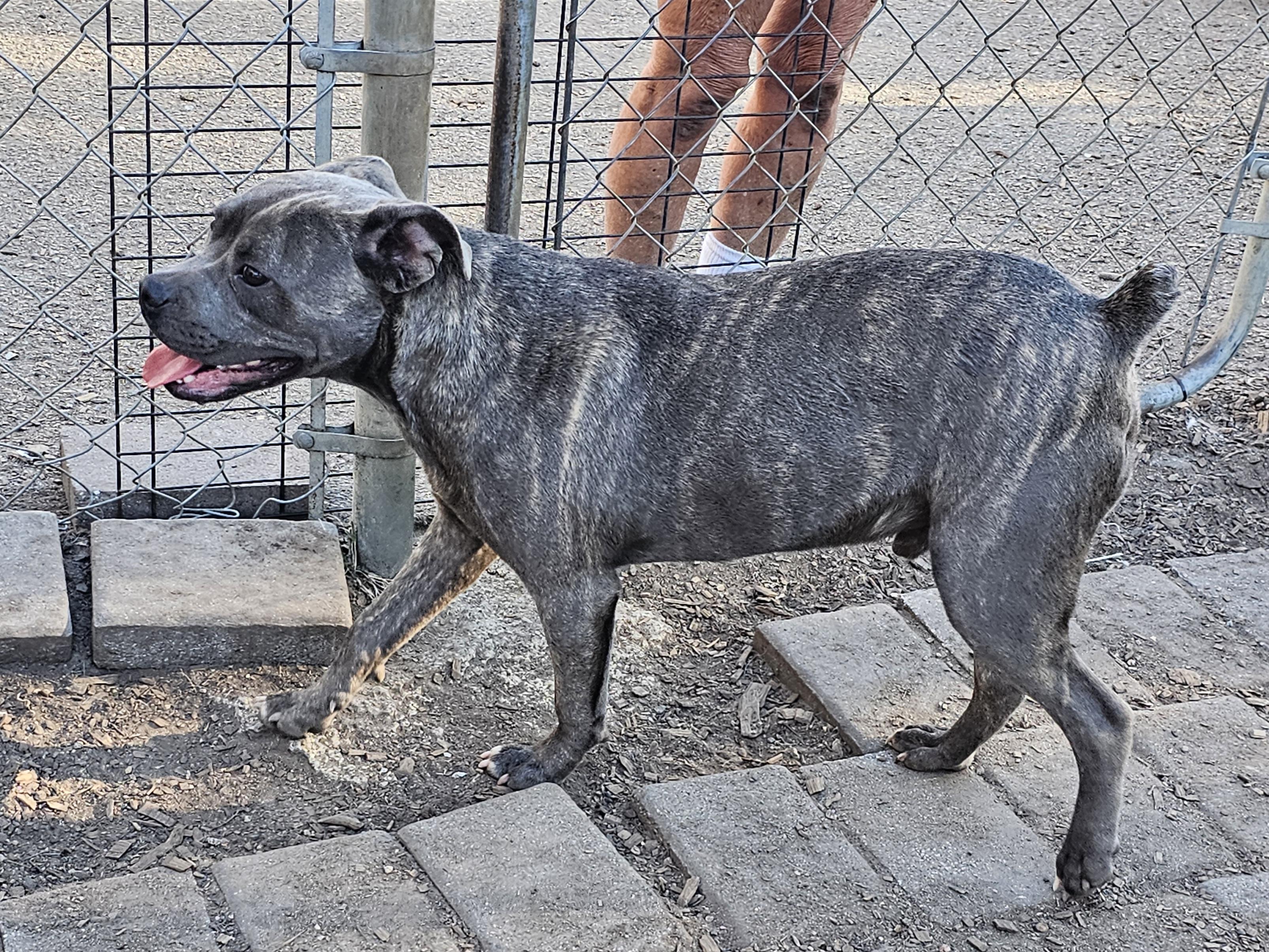 Enlarge Andy II, a Adoptable mixed breed in Ringwood, NJ image 6/6