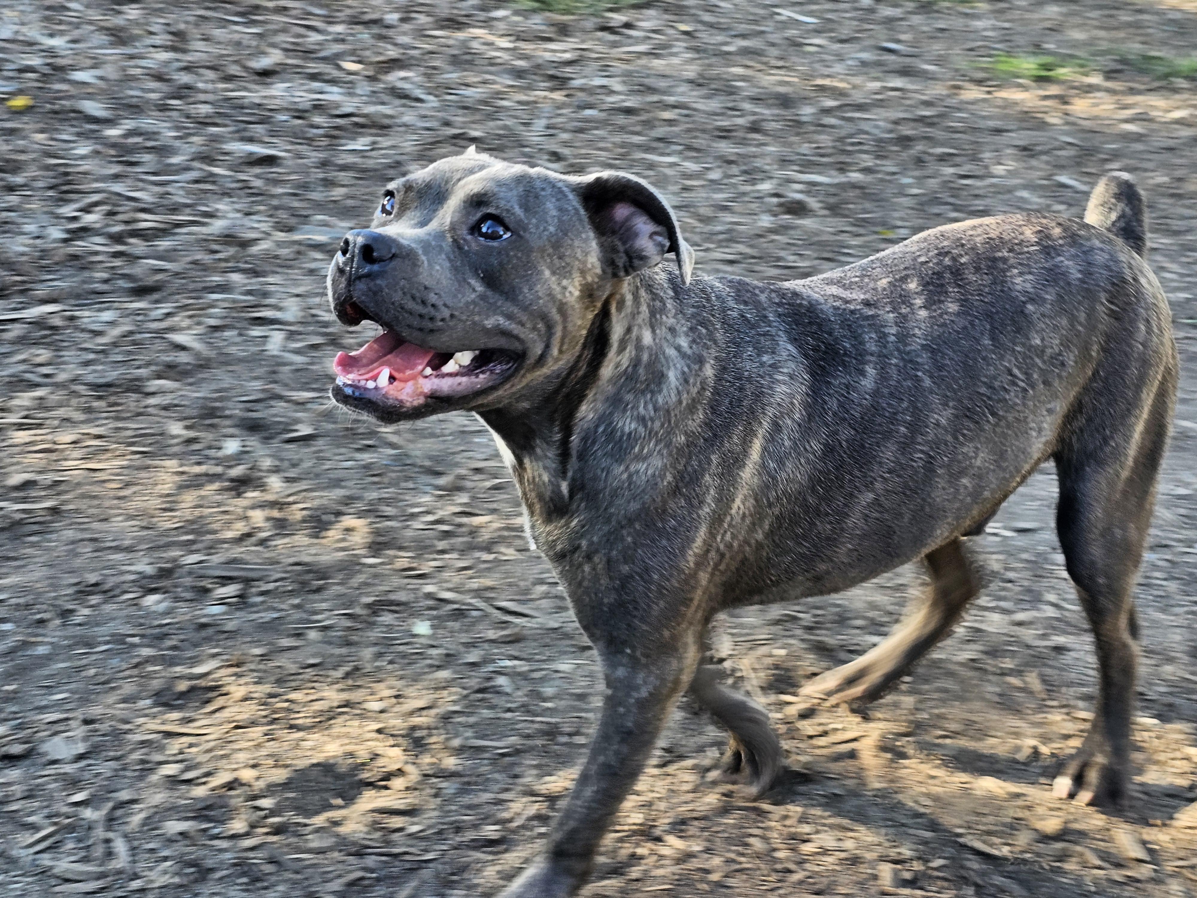 Andy II, Adoptable, Young Male American Bulldog & Pit Bull Terrier.