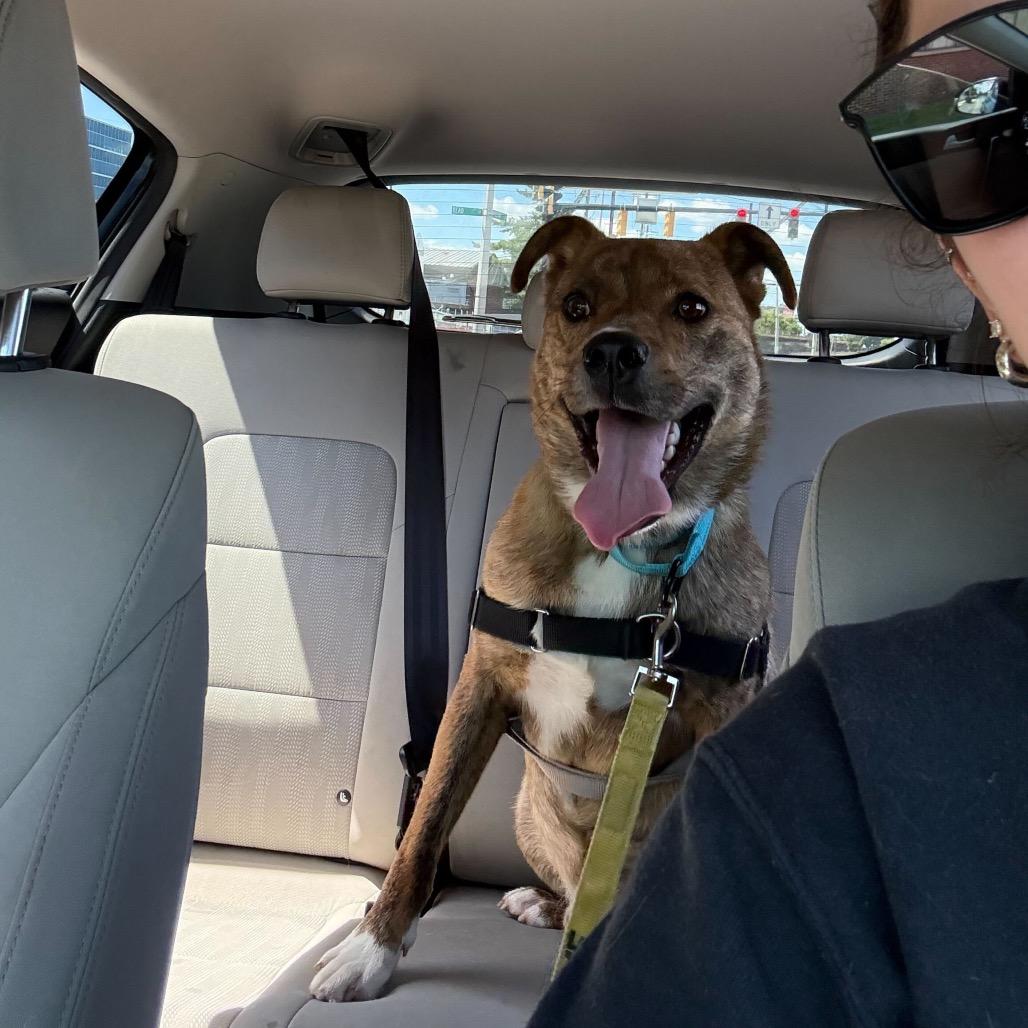 Yogi, Adoptable, Adult Male Mountain Cur.