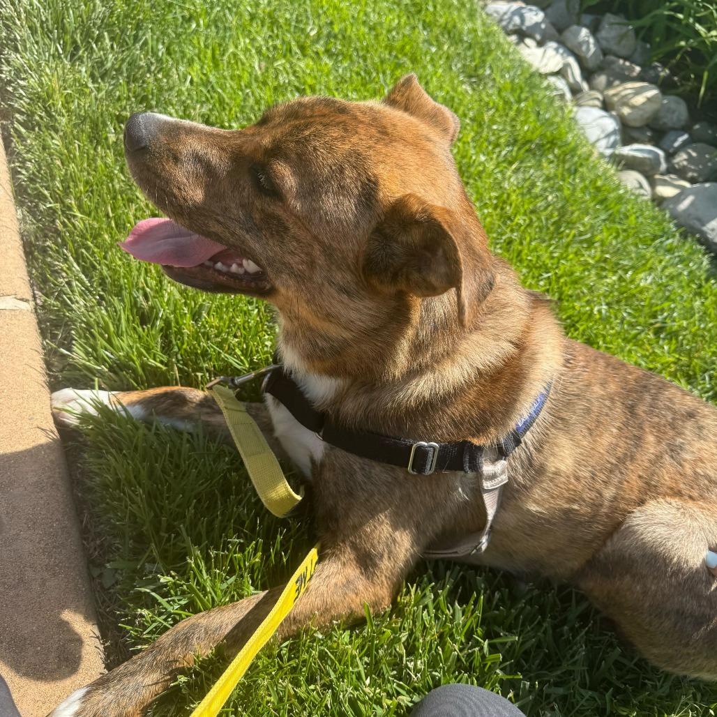 Yogi, a Adoptable mixed breed in Newark, DE image 2/6