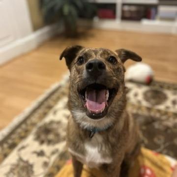 Yogi, a Adoptable mixed breed in Newark, DE image 3/6