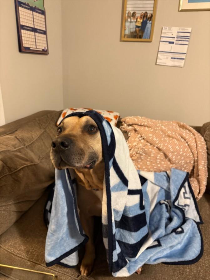 Enlarge TOBY, a Adoptable Pit Bull Terrier in Chapel Hill, NC image 1/1