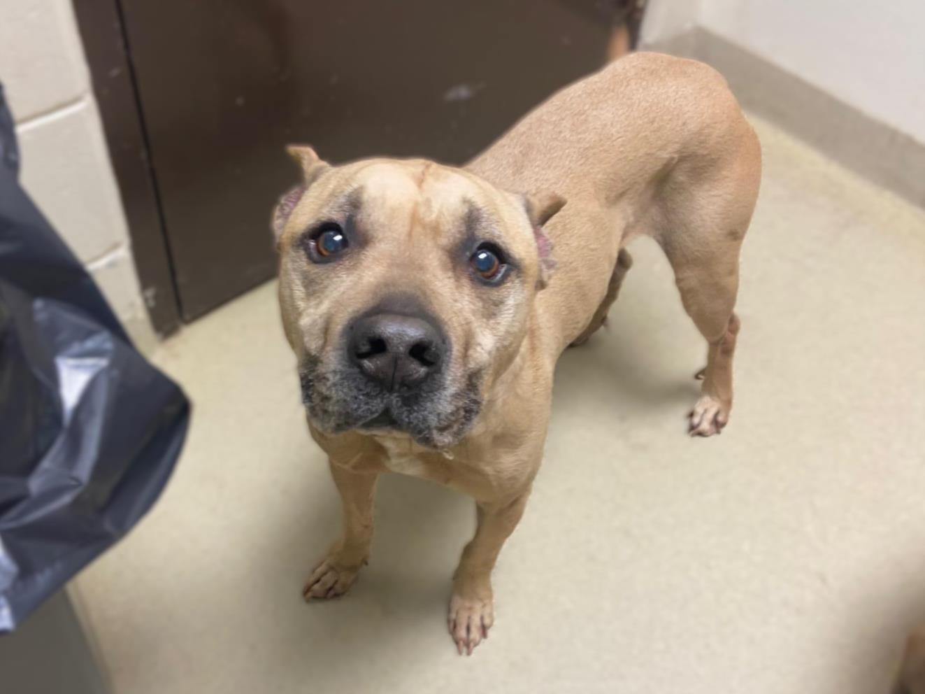 Enlarge TOBY, a Adoptable Pit Bull Terrier in Chapel Hill, NC image 1/1