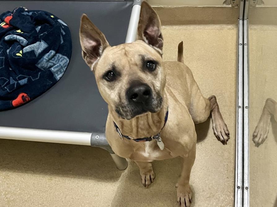 TOBY, Adoptable, Adult Male Pit Bull Terrier.