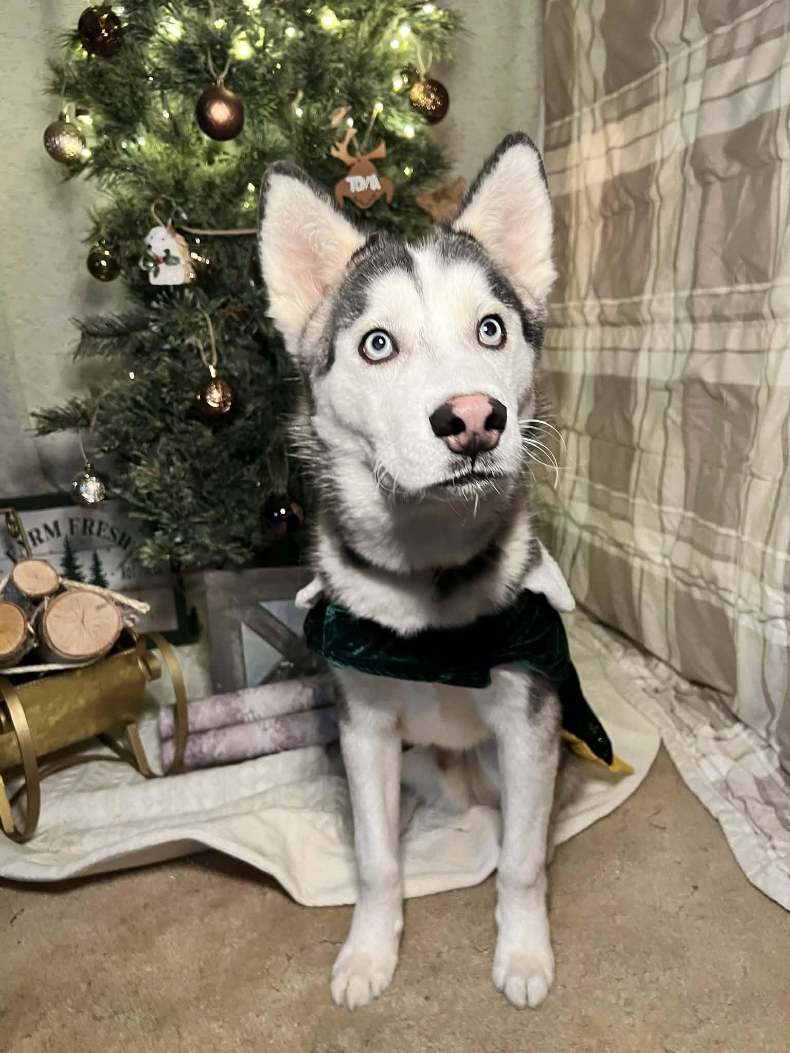 Enlarge Bilbo, a ADOPTABLE Siberian Husky in Oklahoma City, OK image 1/6