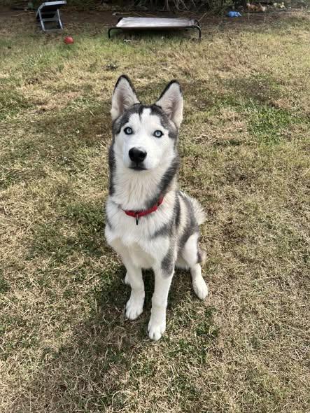 Enlarge Bilbo, a ADOPTABLE Siberian Husky in Oklahoma City, OK image 2/6