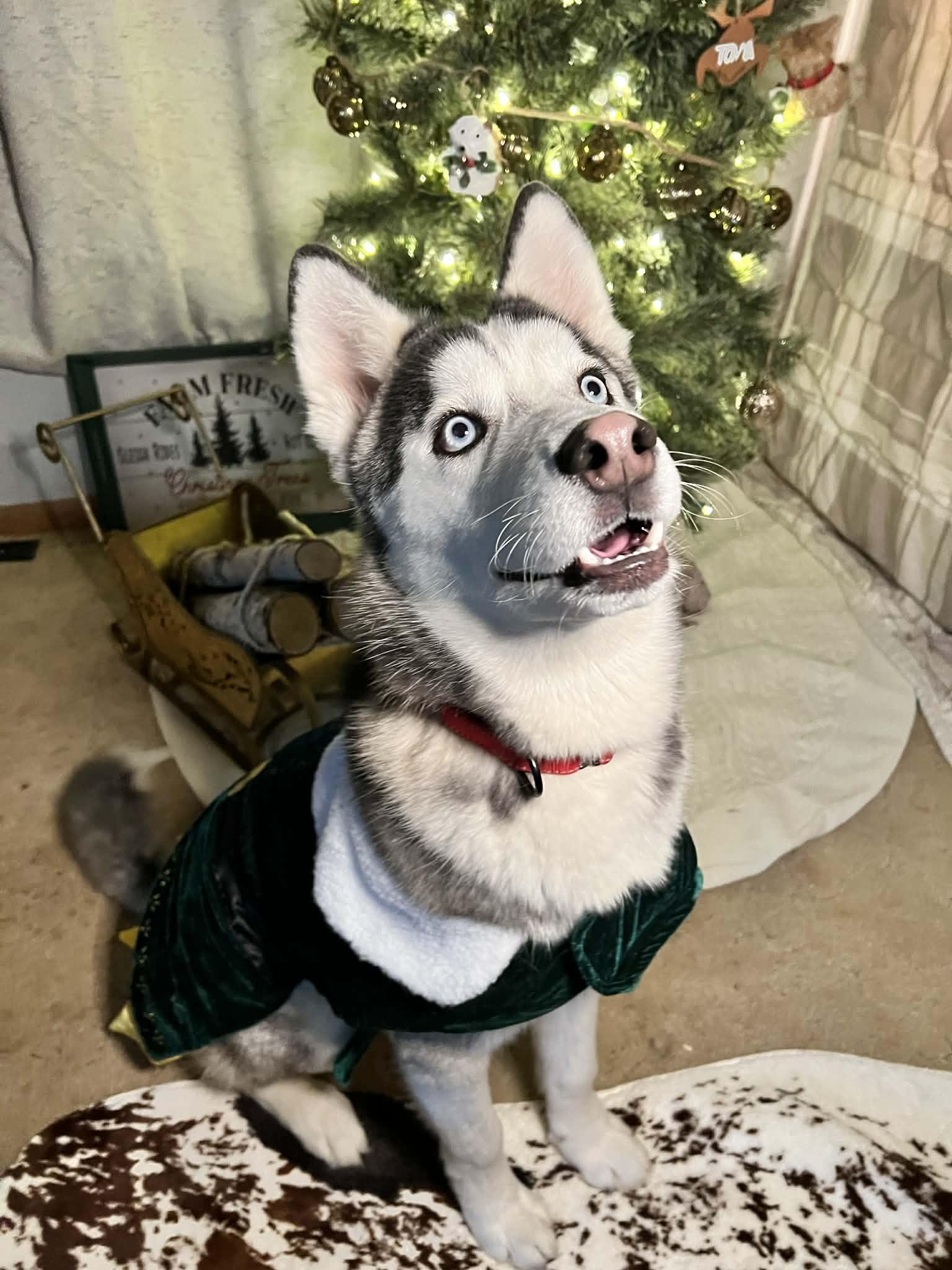 Enlarge Bilbo, a ADOPTABLE Siberian Husky in Oklahoma City, OK image 3/6