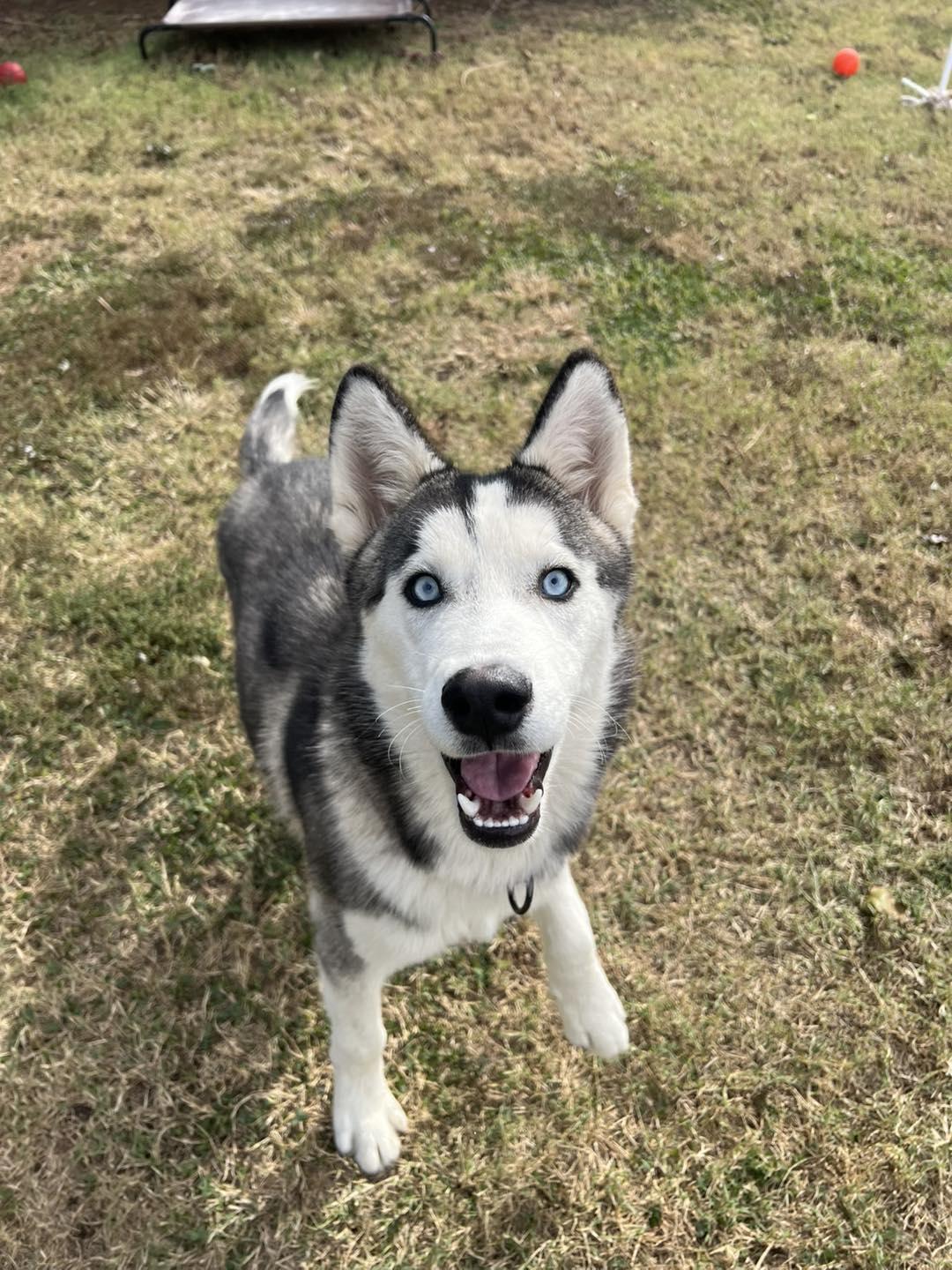 Enlarge Bilbo, a ADOPTABLE Siberian Husky in Oklahoma City, OK image 4/6