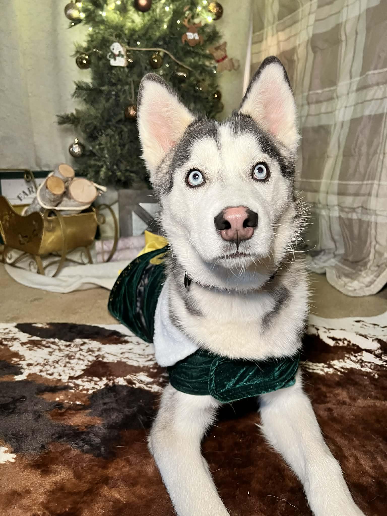 Enlarge Bilbo, a ADOPTABLE Siberian Husky in Oklahoma City, OK image 5/6