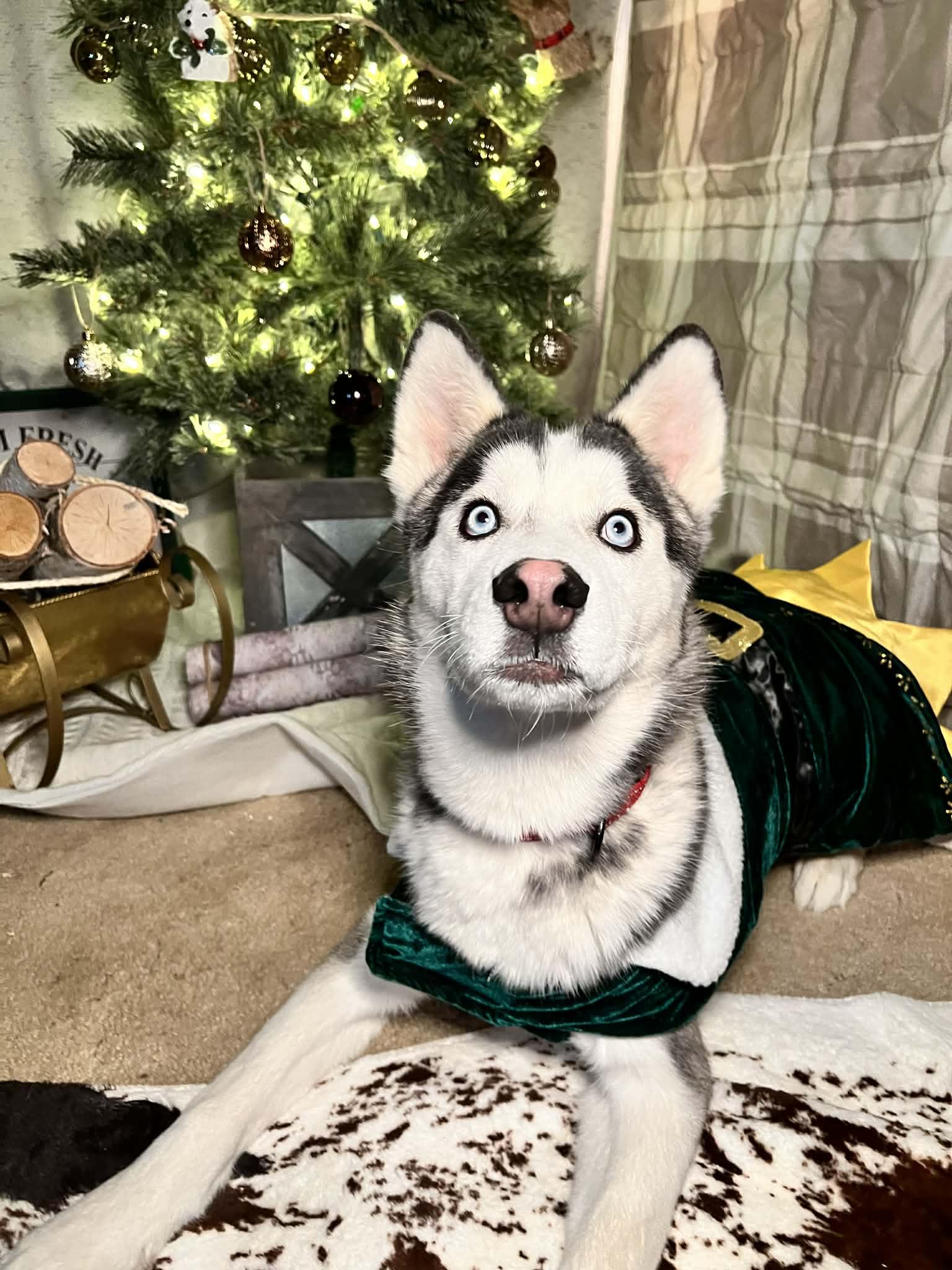 Enlarge Bilbo, a ADOPTABLE Siberian Husky in Oklahoma City, OK image 6/6