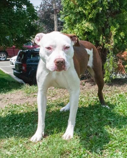 Thea, Adoptable, Adult Female Pit Bull Terrier & Mixed Breed.