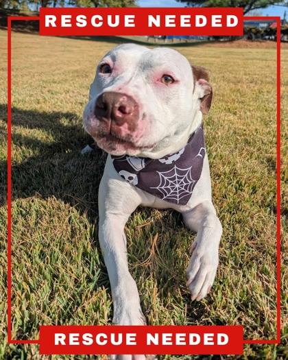 Enlarge Thea, a Adoptable mixed breed in Hamilton, NJ image 3/3
