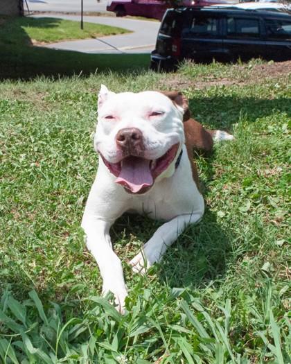 Enlarge Thea, a Adoptable mixed breed in Hamilton, NJ image 1/3