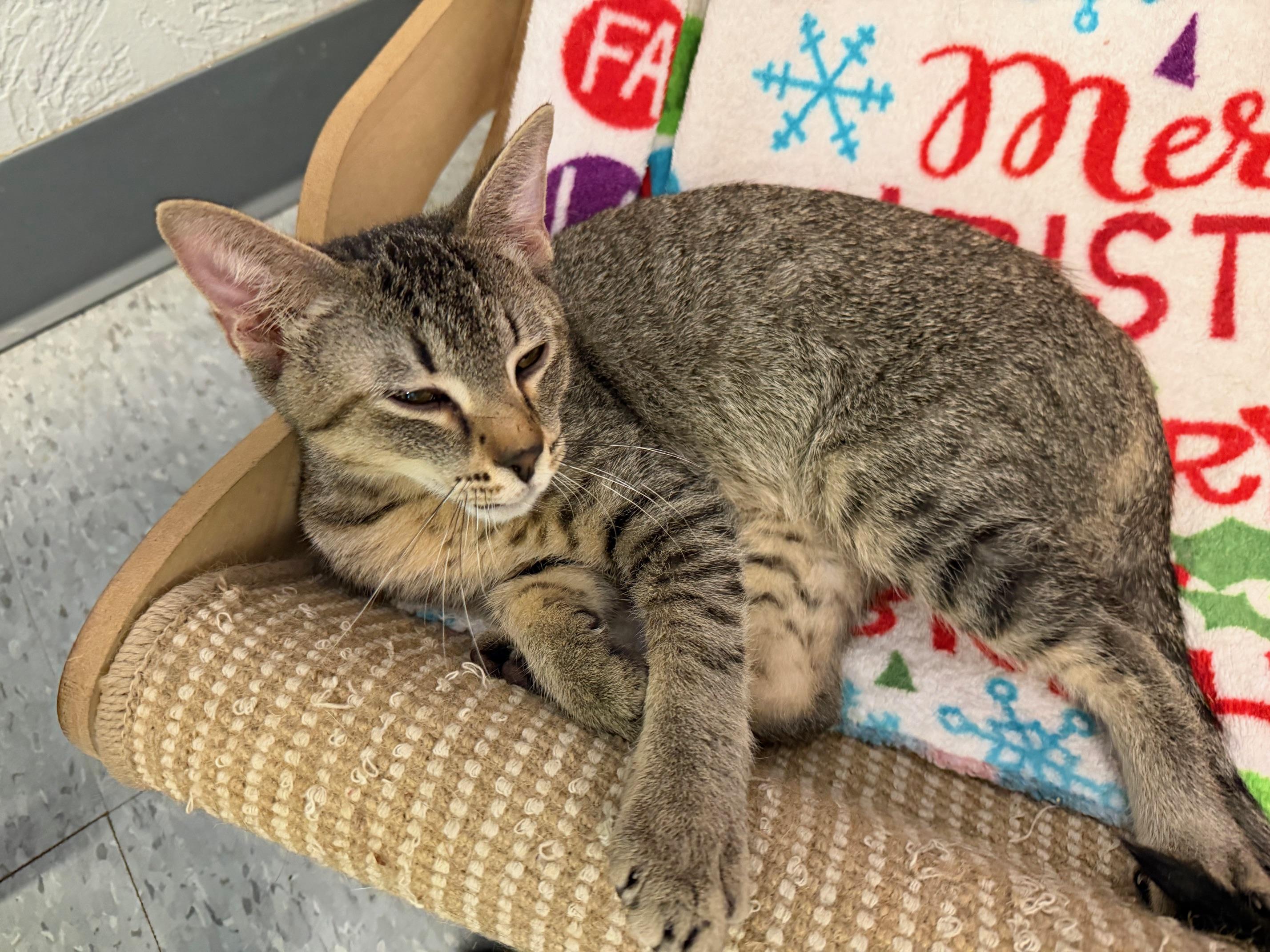 Jack, ADOPTABLE, Young Male Domestic Short Hair.