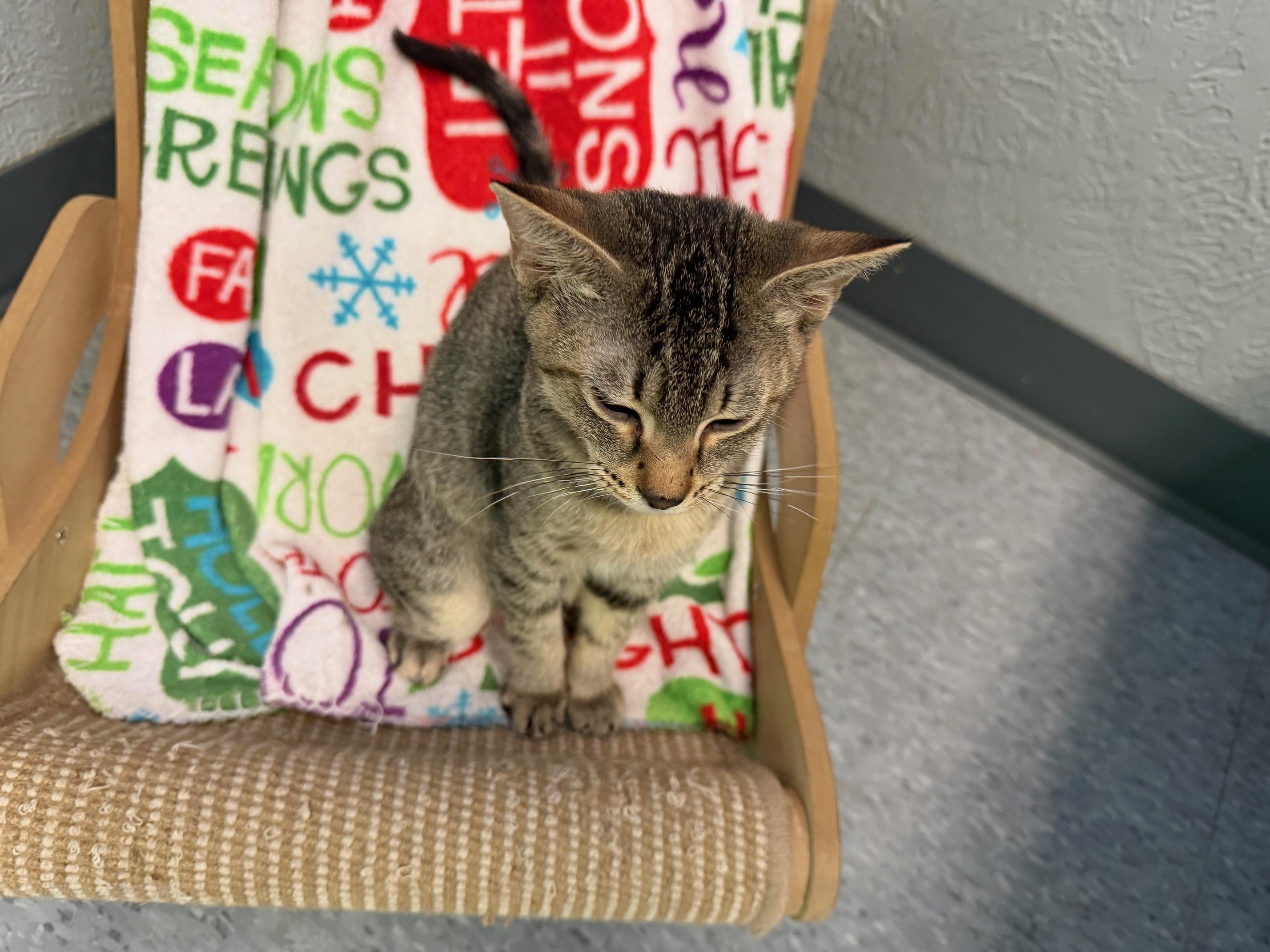 Enlarge Jack, an adopted Domestic Short Hair in Weatherford, TX image 2/5