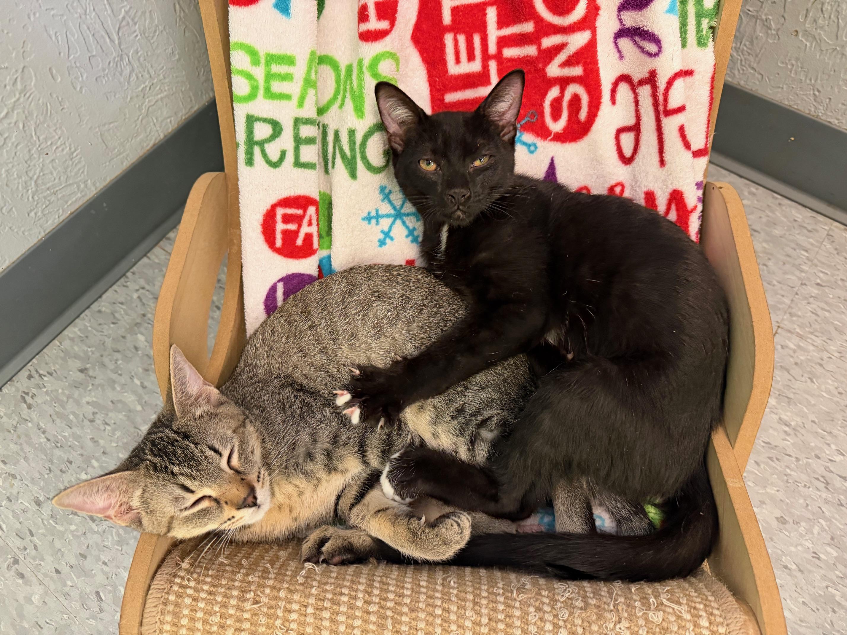 Enlarge Jack, an adopted Domestic Short Hair in Weatherford, TX image 3/5