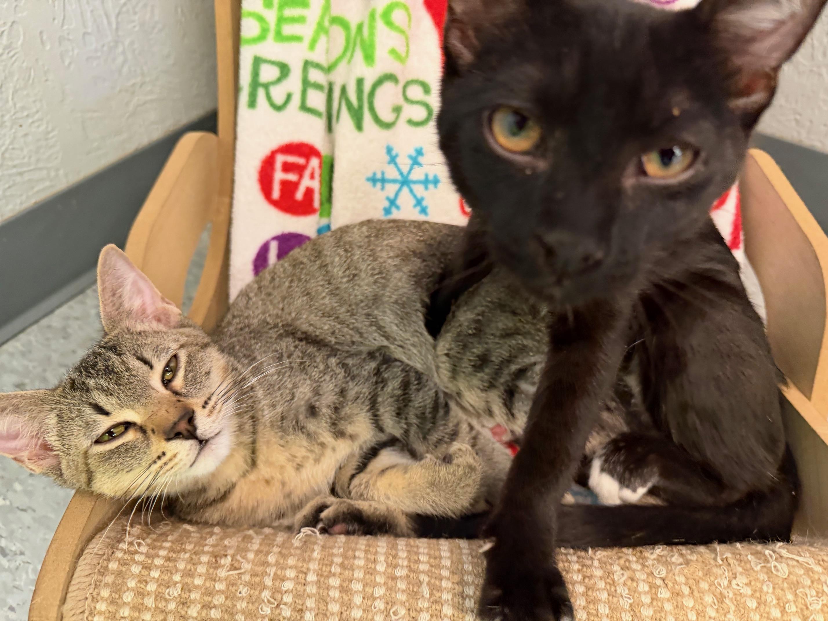 Enlarge Jack, an adopted Domestic Short Hair in Weatherford, TX image 4/5