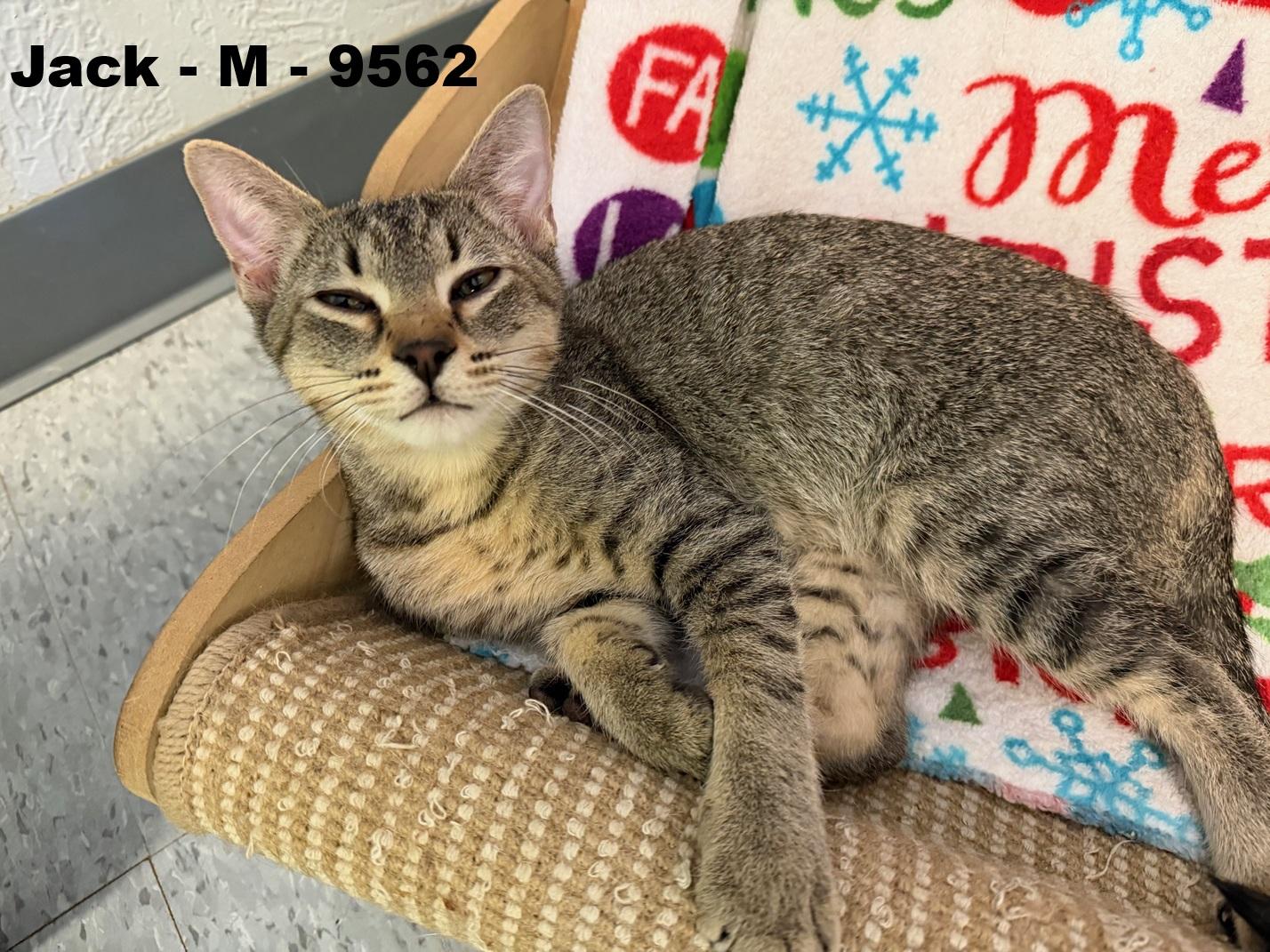 Enlarge Jack, an adopted Domestic Short Hair in Weatherford, TX image 5/5