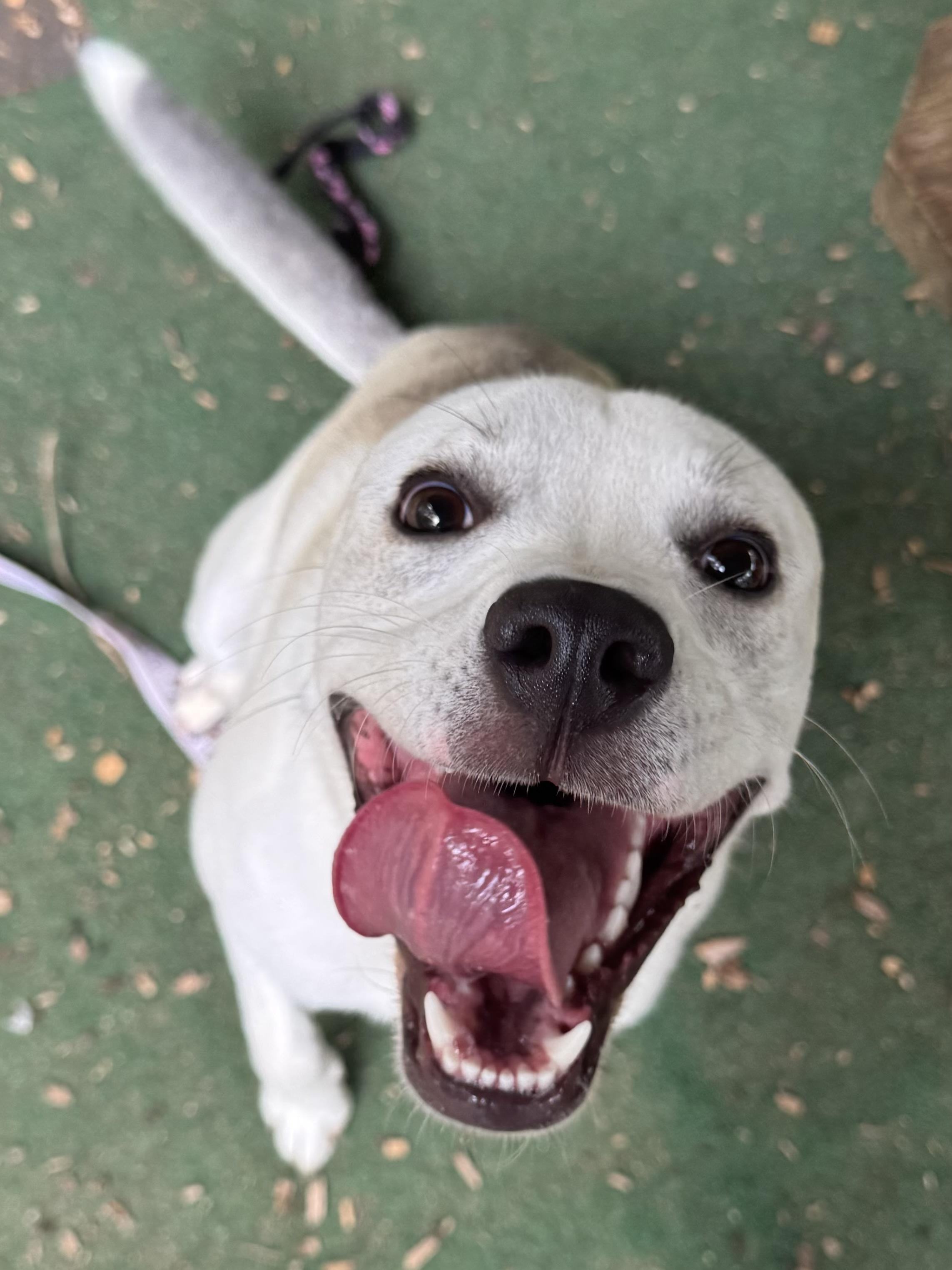 Rocky, ADOPTABLE, Young Male Labrador Retriever.