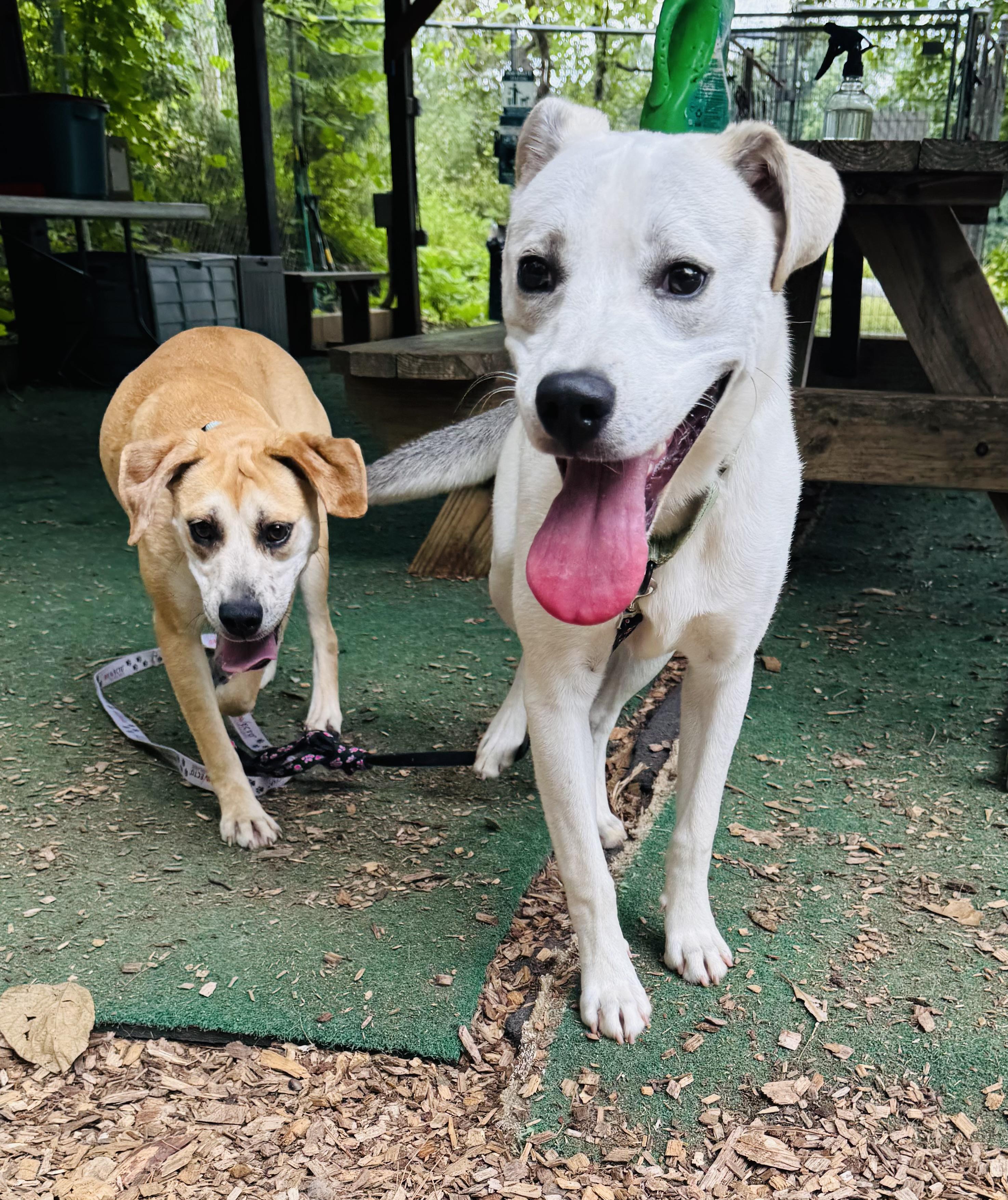 Enlarge Rocky, a ADOPTABLE mixed breed in Cedarburg, WI image 3/4