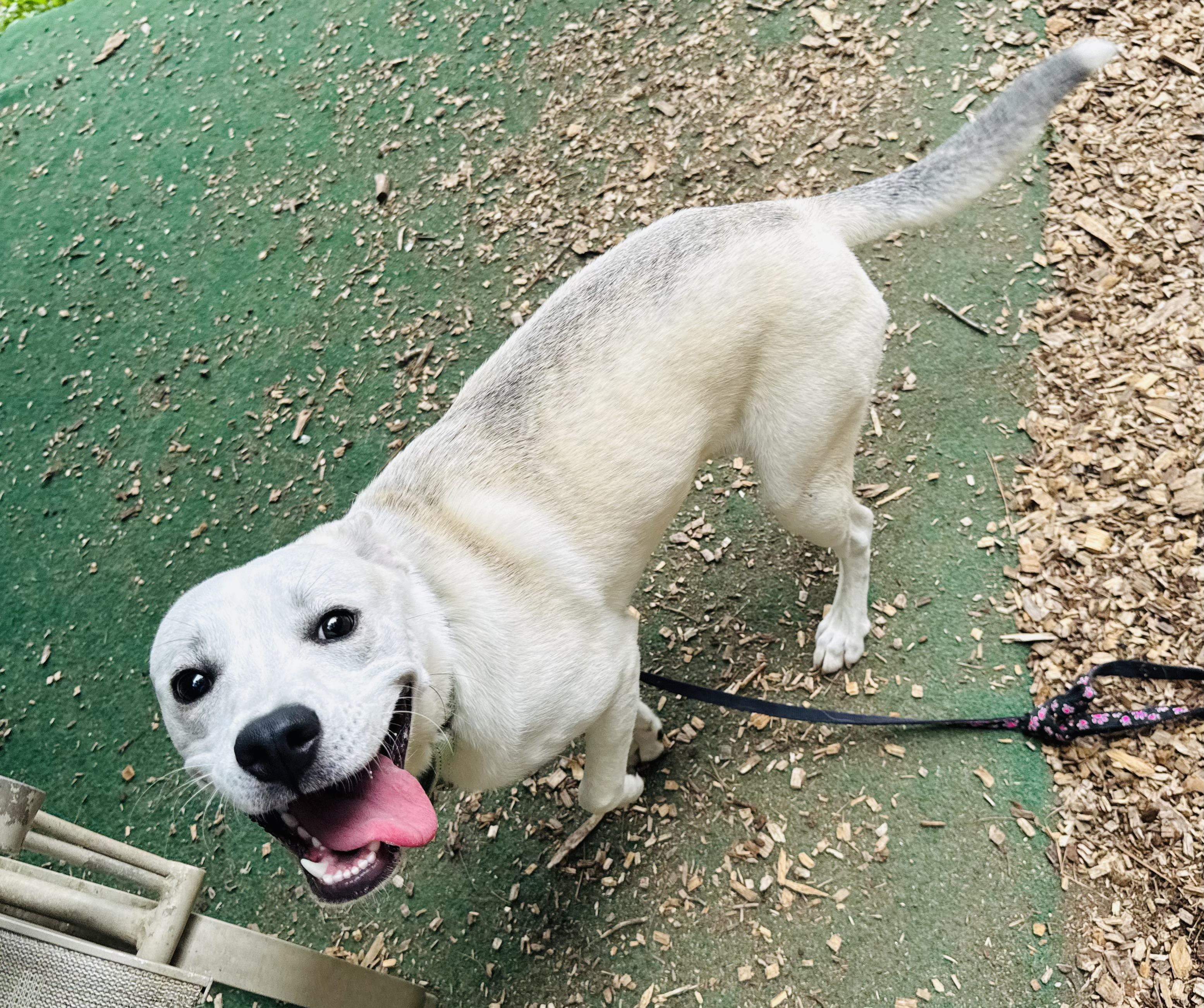 Enlarge Rocky, a ADOPTABLE mixed breed in Cedarburg, WI image 4/4