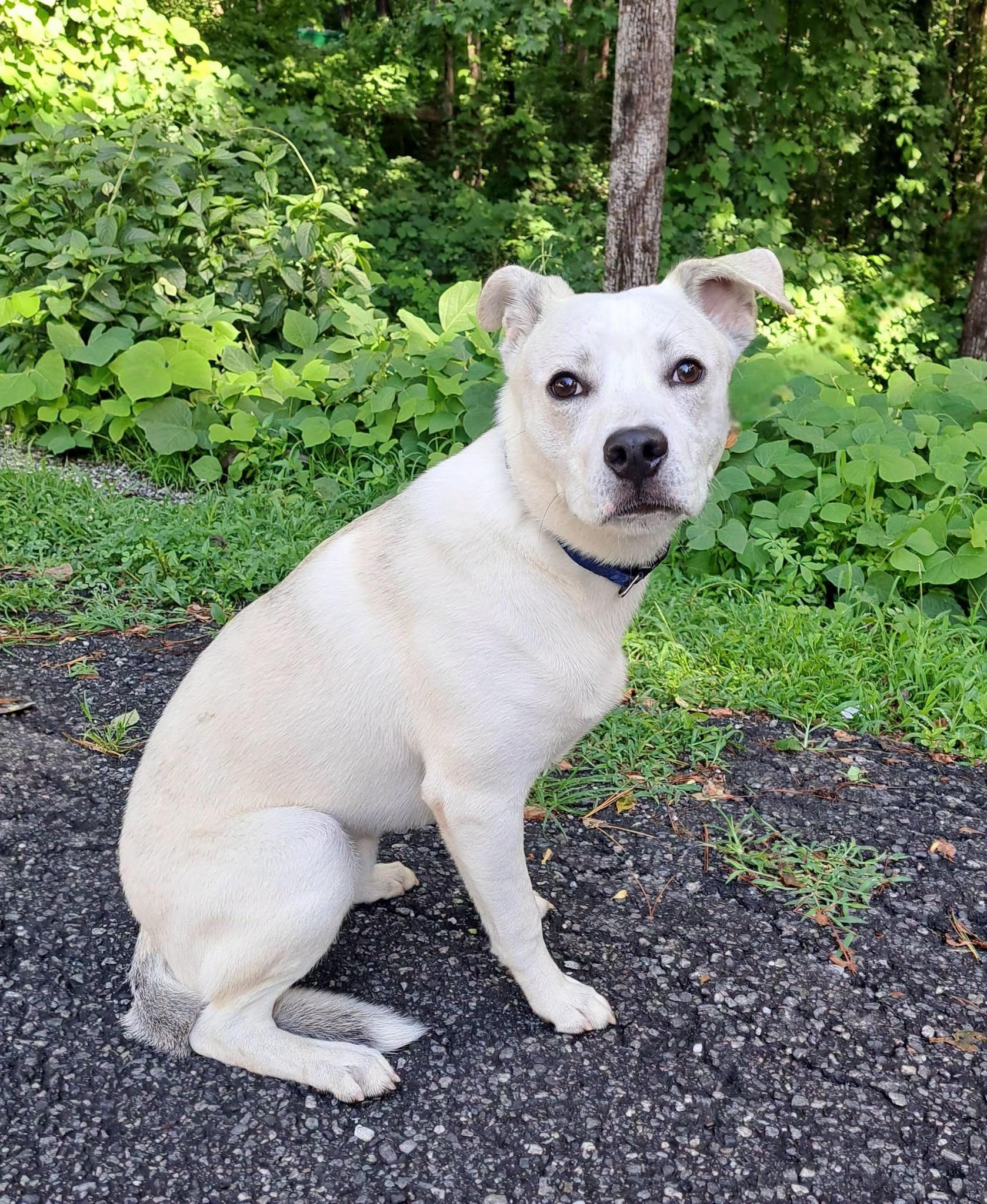 Enlarge Rocky, a ADOPTABLE mixed breed in Cedarburg, WI image 2/4