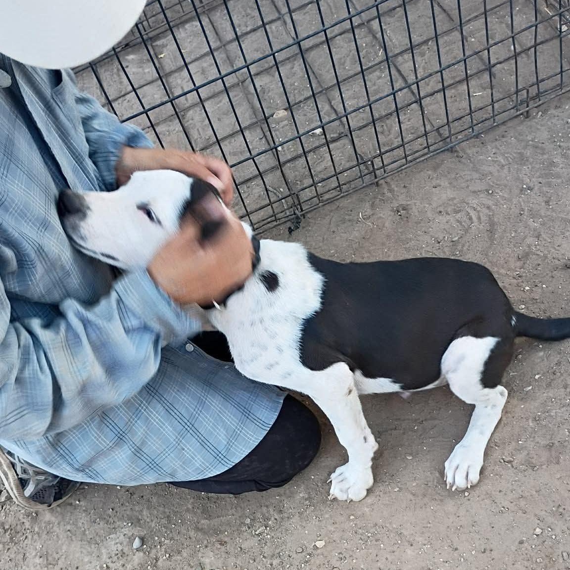 Enlarge Casper, a Adoptable mixed breed in Paramus, NJ image 3/6