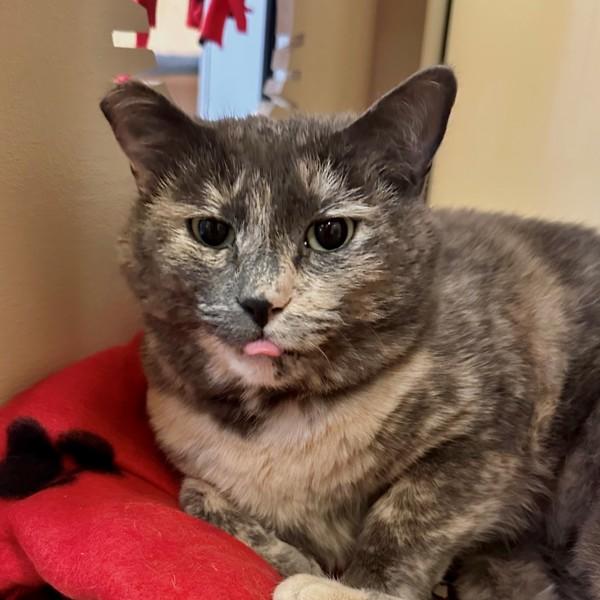 Enlarge Royal, a Adoptable mixed breed in Walnut Creek, CA image 2/3