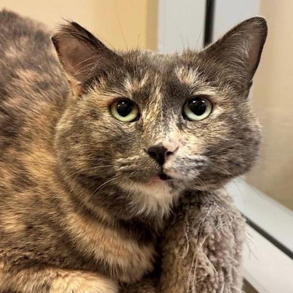 Enlarge Royal, a Adoptable mixed breed in Walnut Creek, CA image 3/3