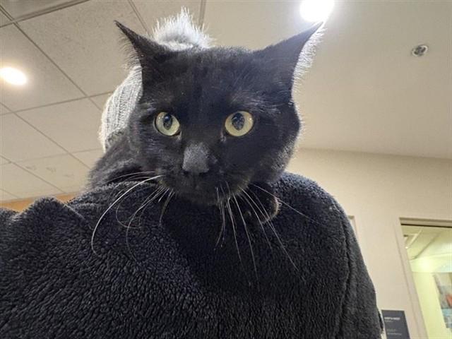 STANLEY TUCCI, Adoptable, Young Male Domestic Short Hair.
