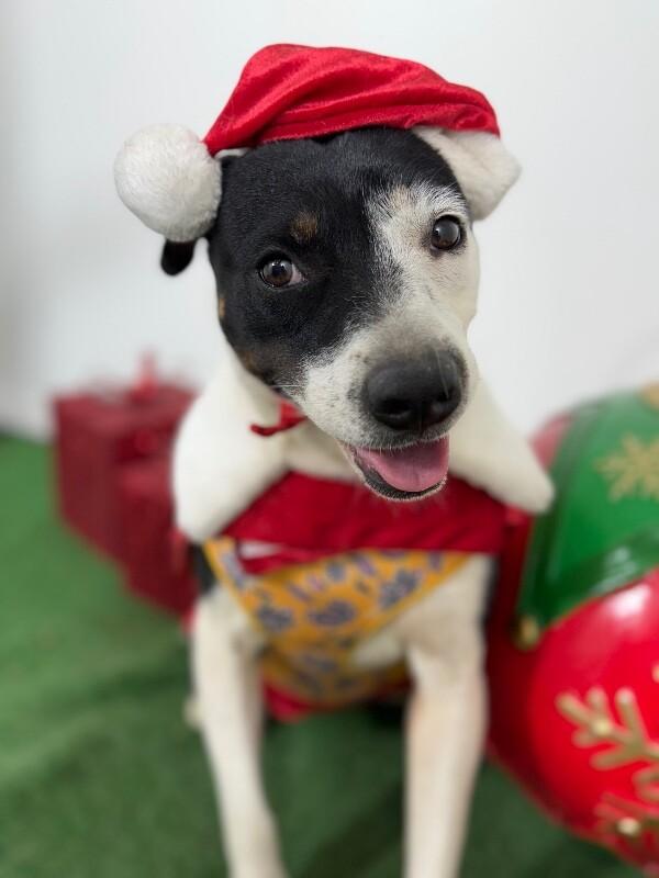 Enlarge Patty-One of our Amazing Rescue Dogs, a Adoptable mixed breed in Los Angeles, CA image 1/1