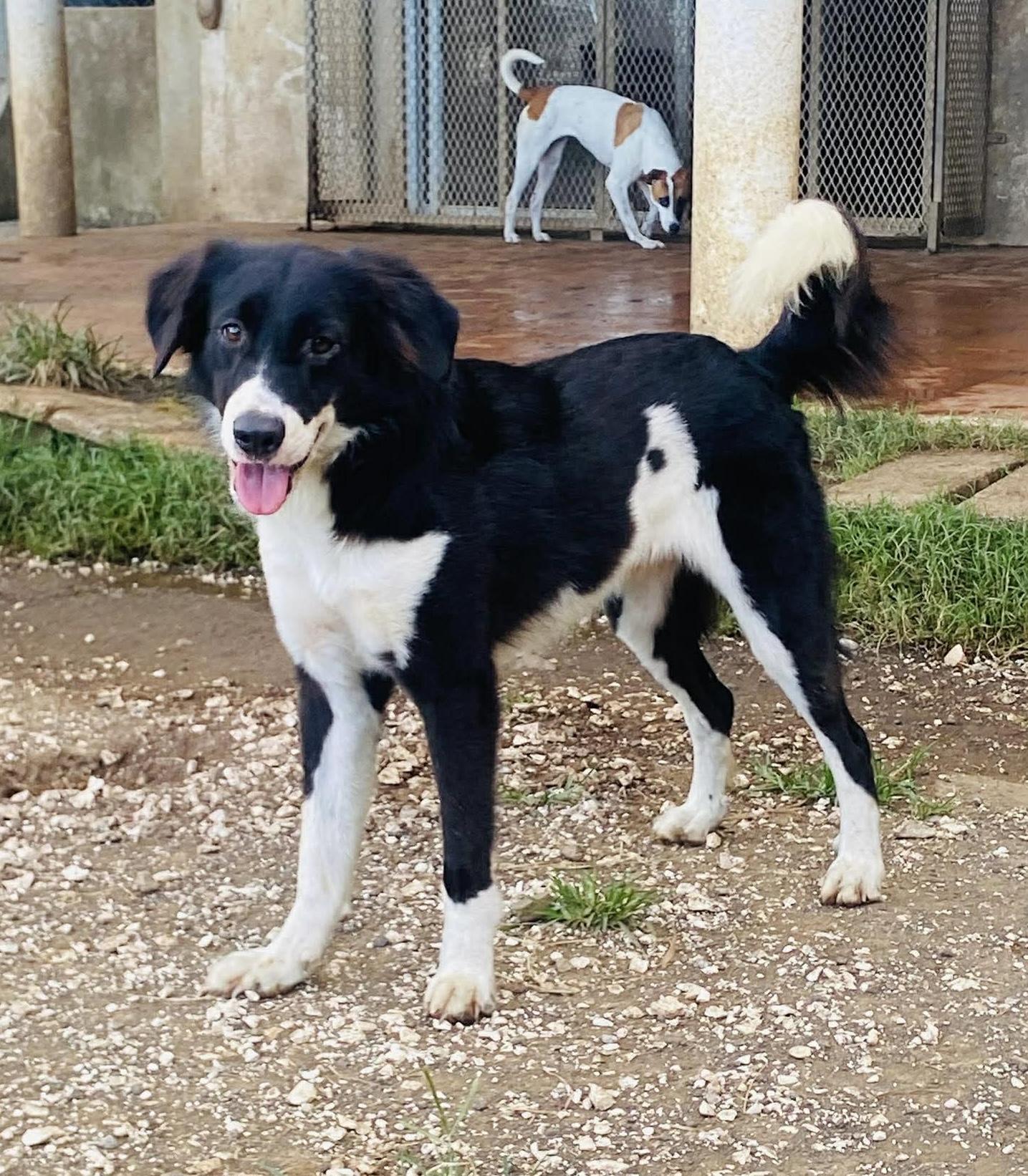NIKE, an adopted mixed breed in Villalba, PR image 4/4