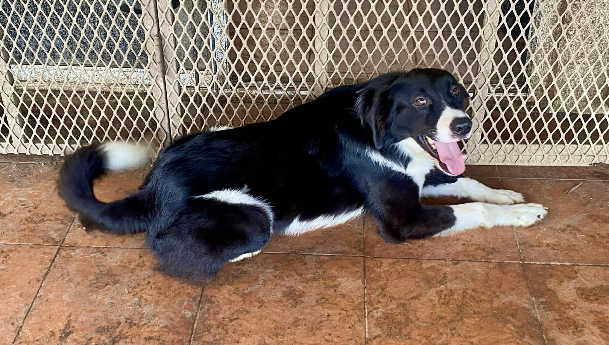 NIKE, an adopted mixed breed in Villalba, PR image 3/4