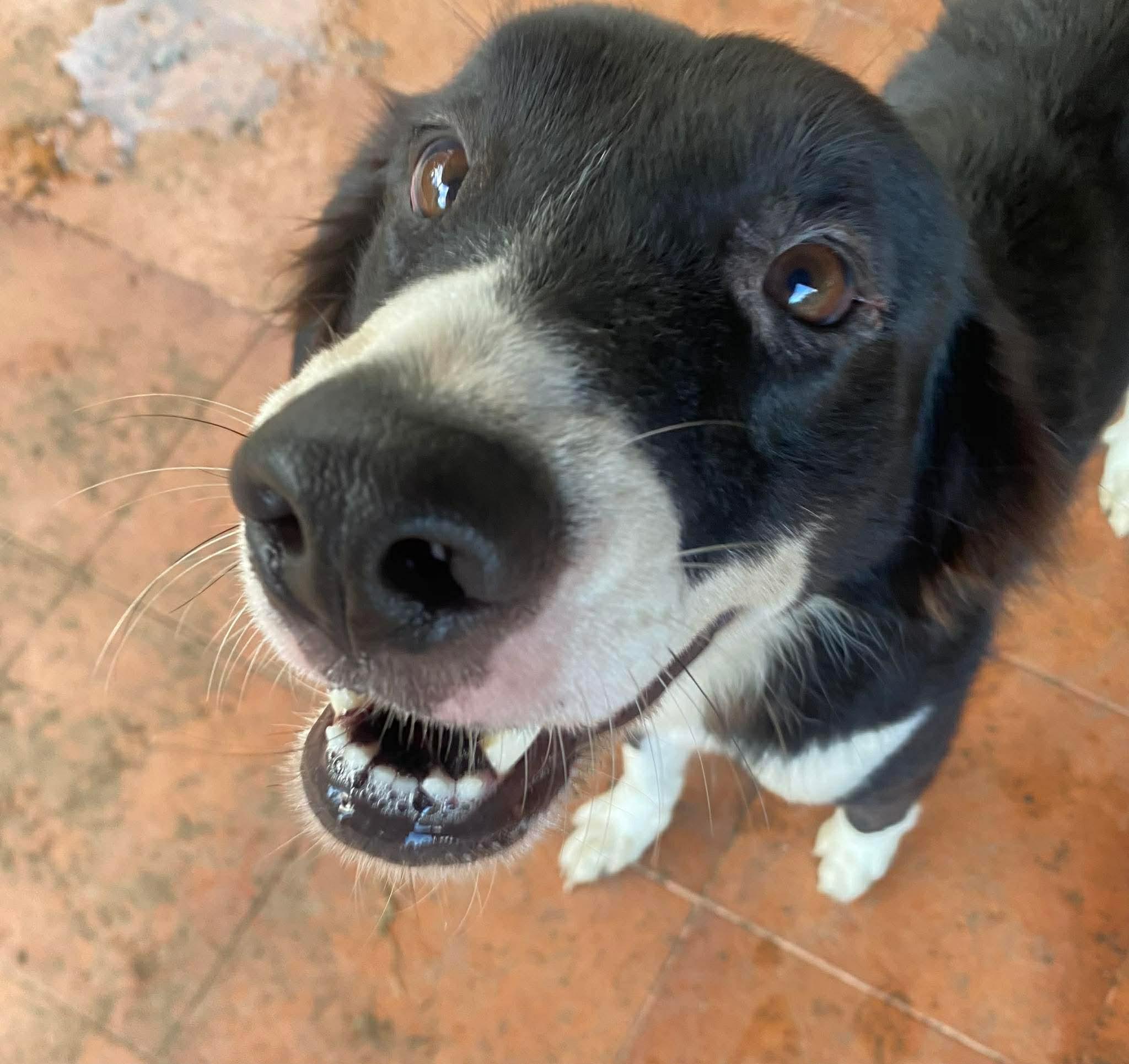NIKE, adopted, Adult Male Bearded Collie.