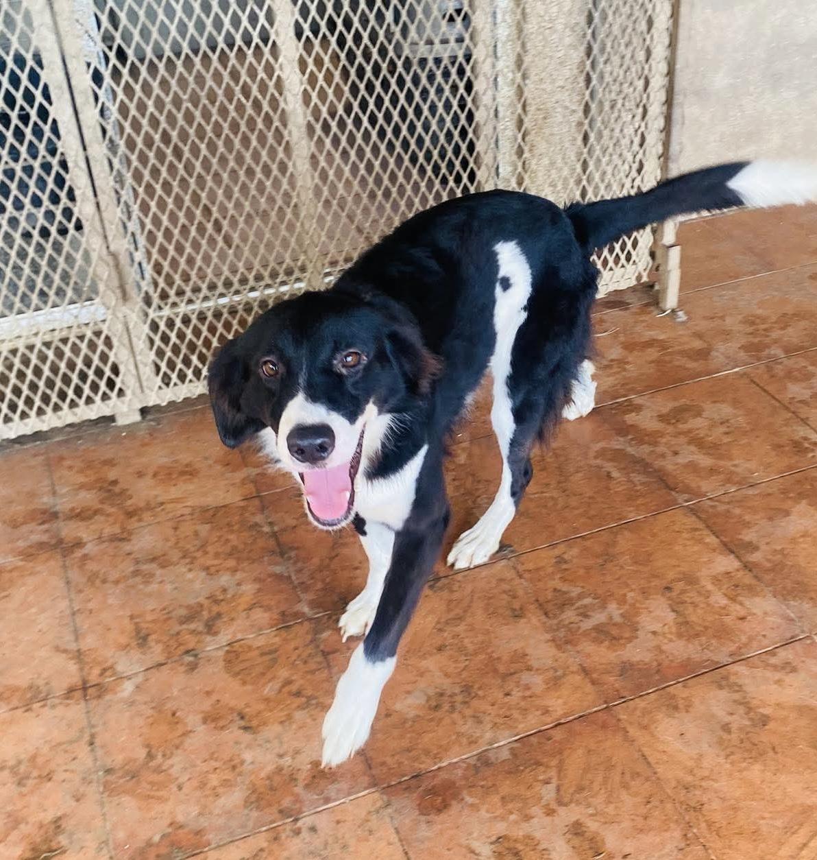 NIKE, an adopted mixed breed in Villalba, PR image 2/4