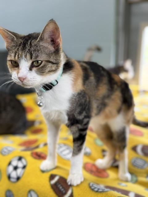 Velvet, Adopted, Young Female Domestic Short Hair.