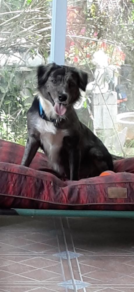 Enlarge Lexi, a Adopted mixed breed in Nokomis, FL image 1/1