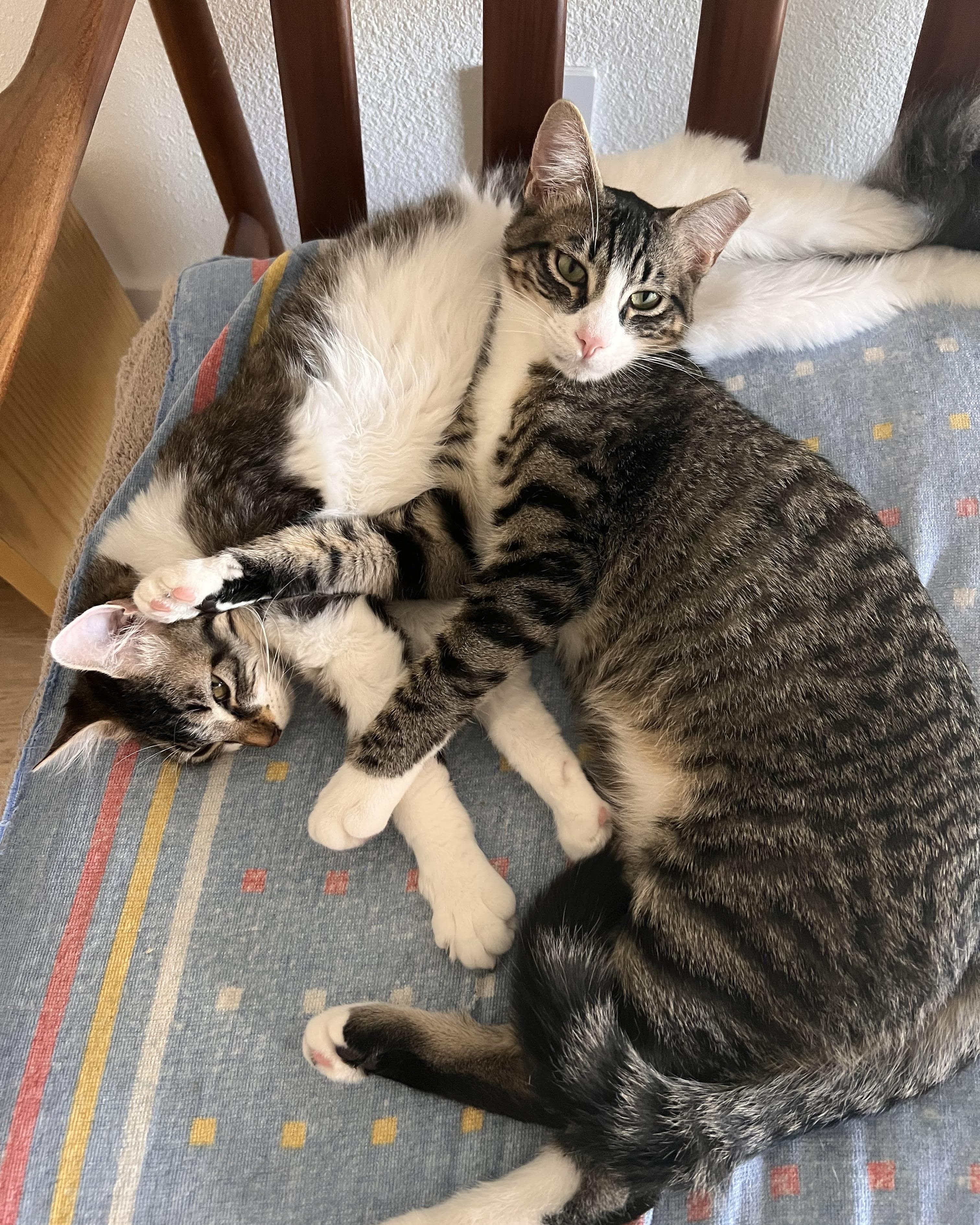 Skeeter (bonded with Dinah), a Adoptable Domestic Short Hair in San Francisco, CA image 1/6