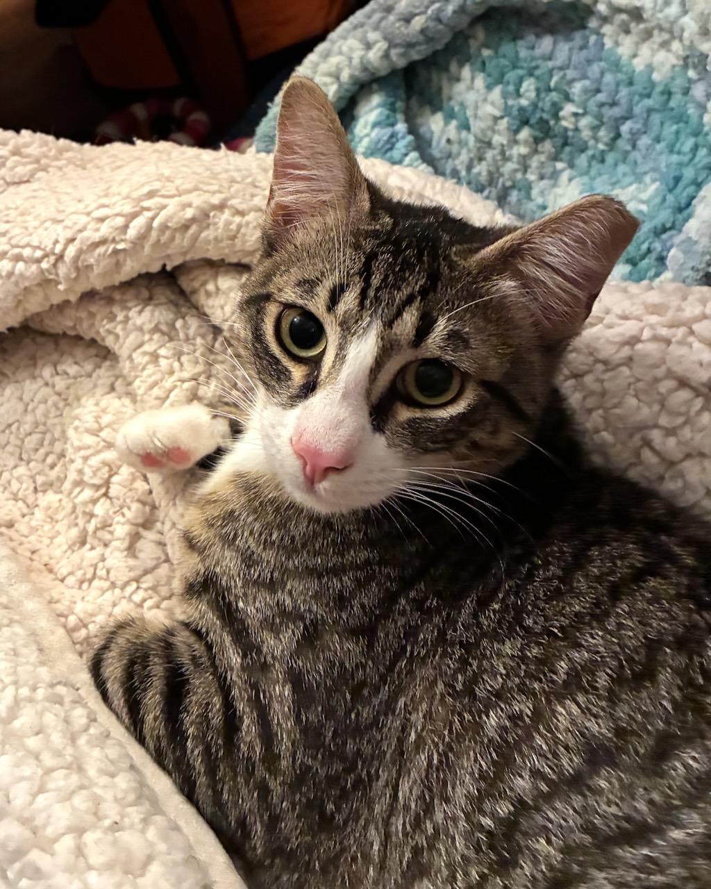 Skeeter (bonded with Dinah), a Adoptable Domestic Short Hair in San Francisco, CA image 2/6