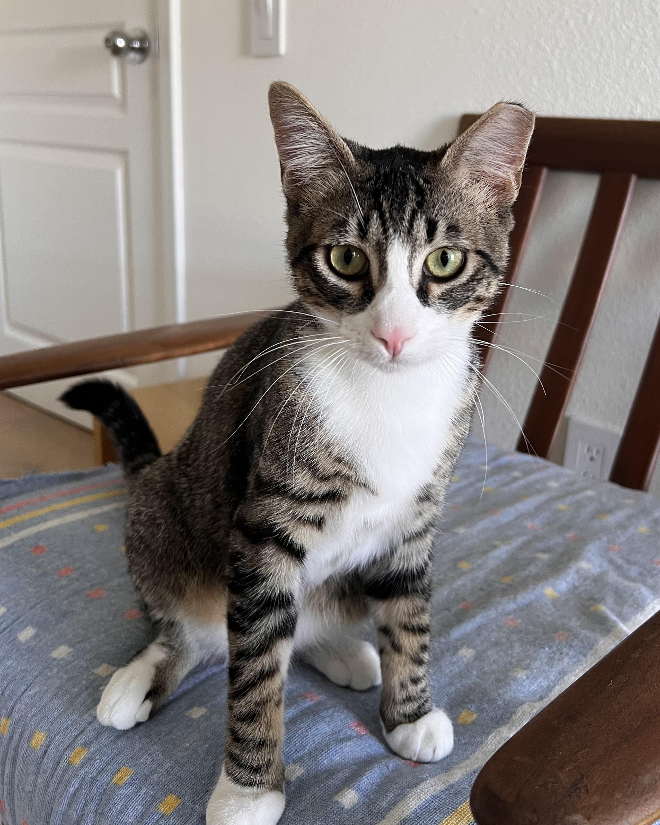 Skeeter (bonded with Dinah), a Adoptable Domestic Short Hair in San Francisco, CA image 3/6