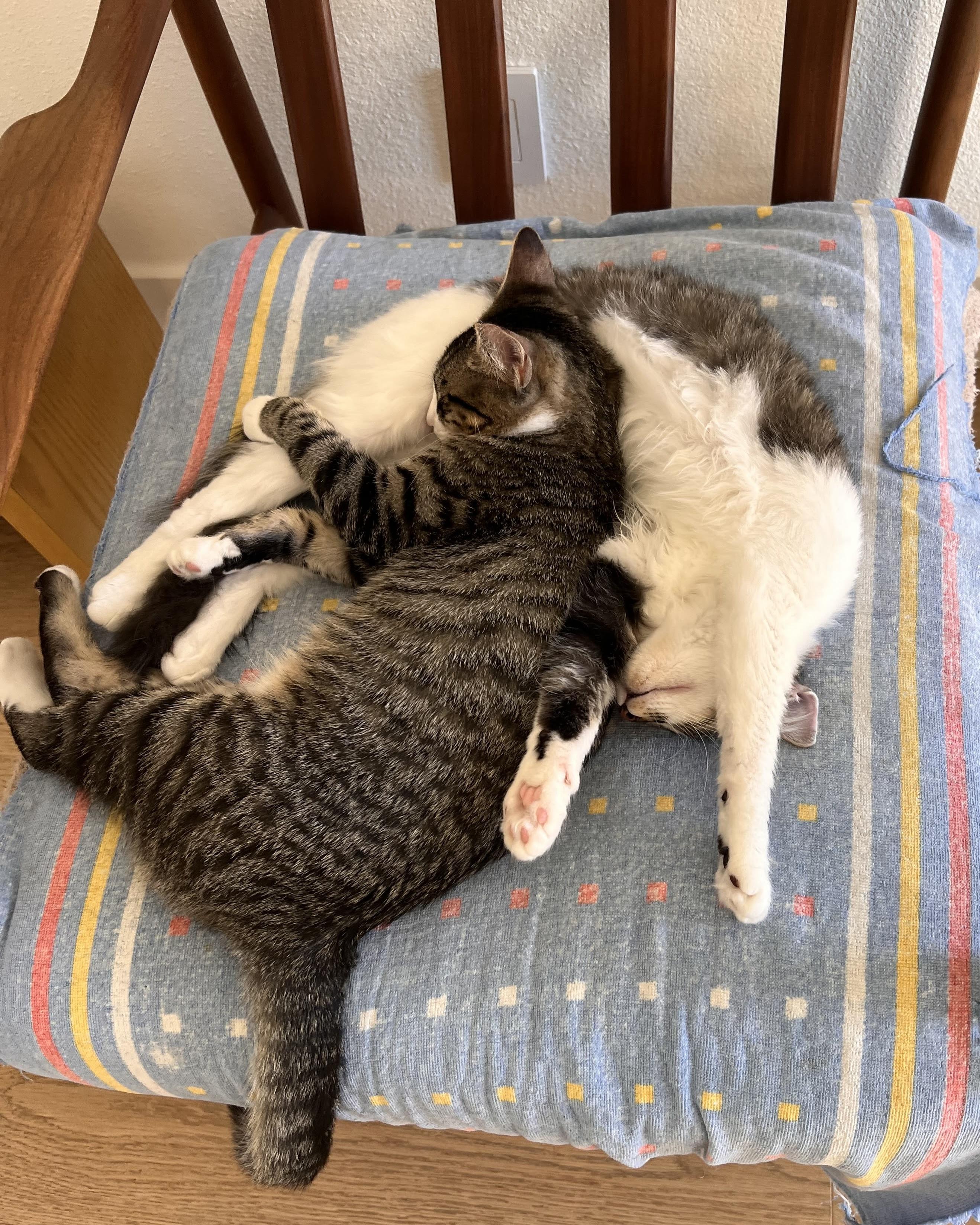 Skeeter (bonded with Dinah), a Adoptable Domestic Short Hair in San Francisco, CA image 4/6