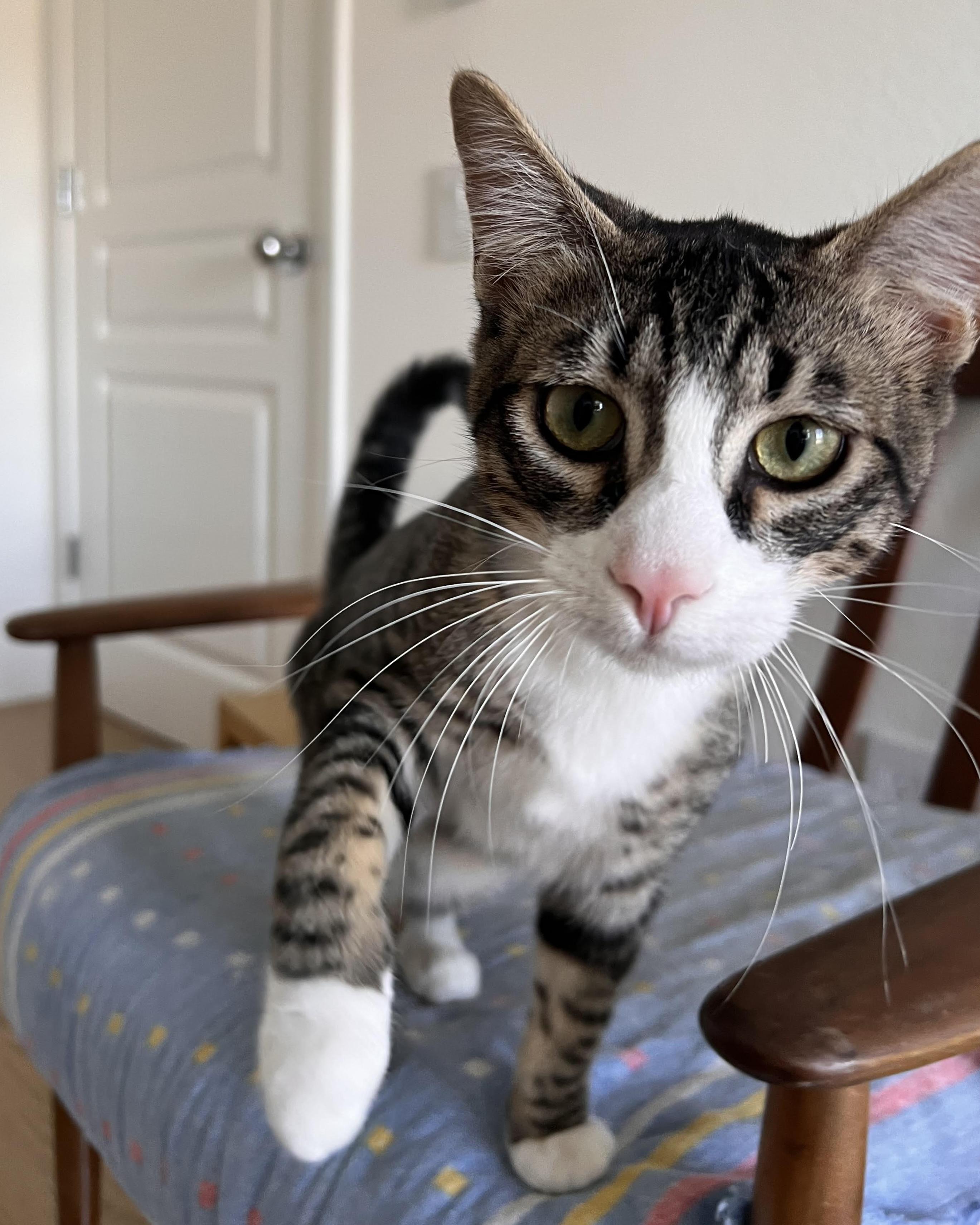 Skeeter (bonded with Dinah), a Adoptable Domestic Short Hair in San Francisco, CA image 5/6